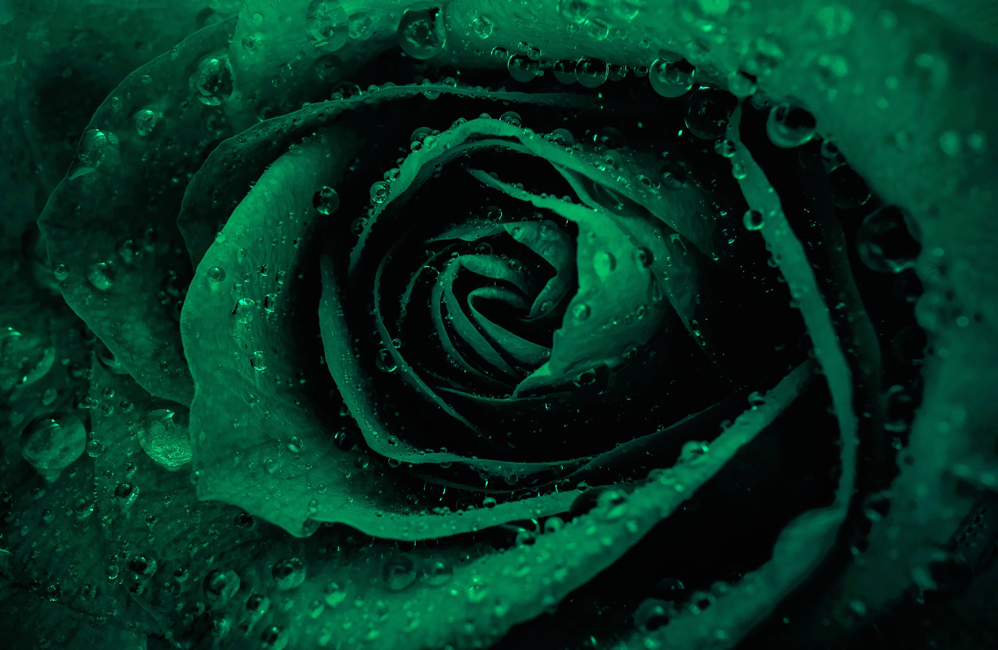 Download mobile wallpaper Nature, Flowers, Flower, Macro, Rose, Earth, Water Drop for free.