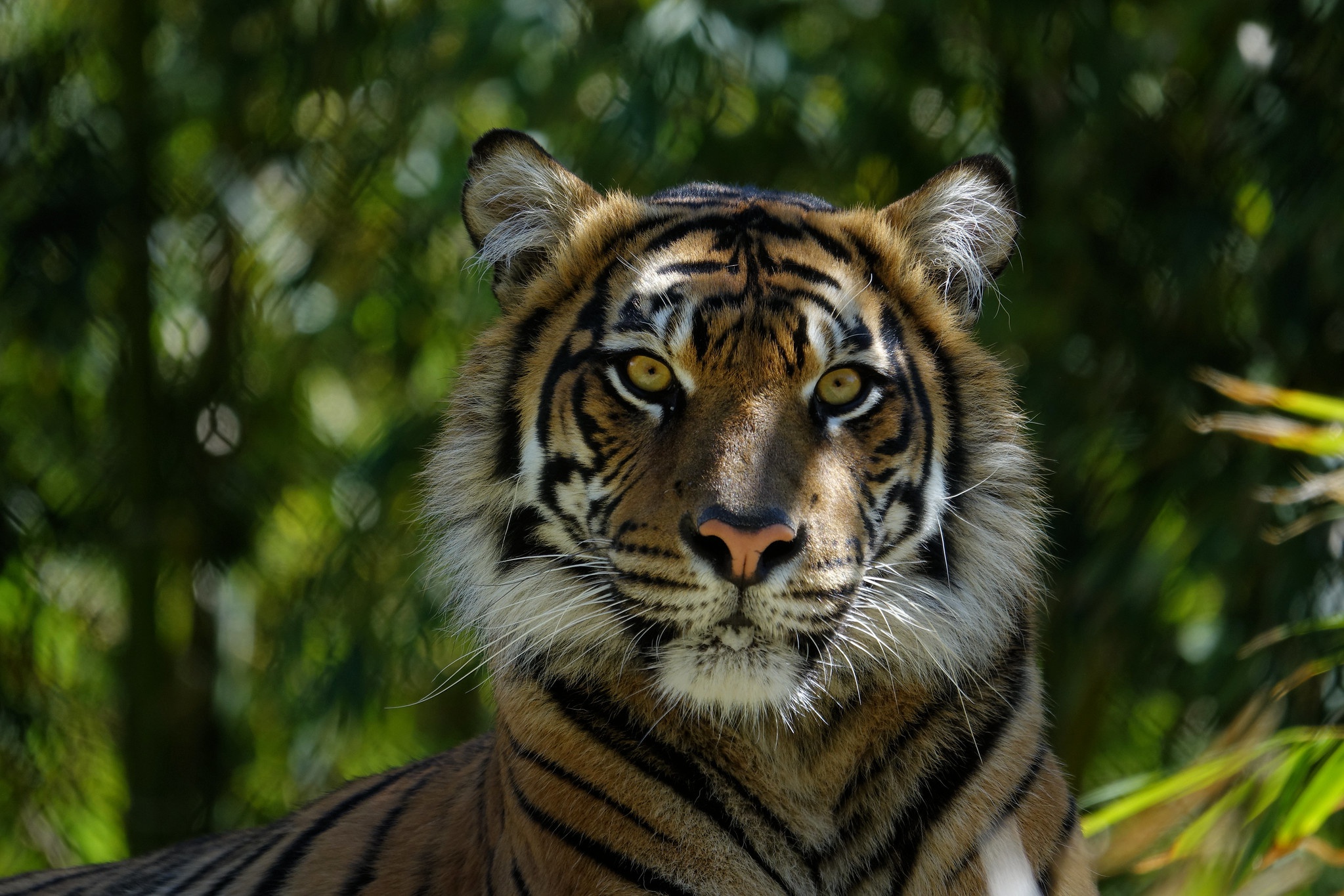 Handy-Wallpaper Tiere, Katzen, Tiger kostenlos herunterladen.