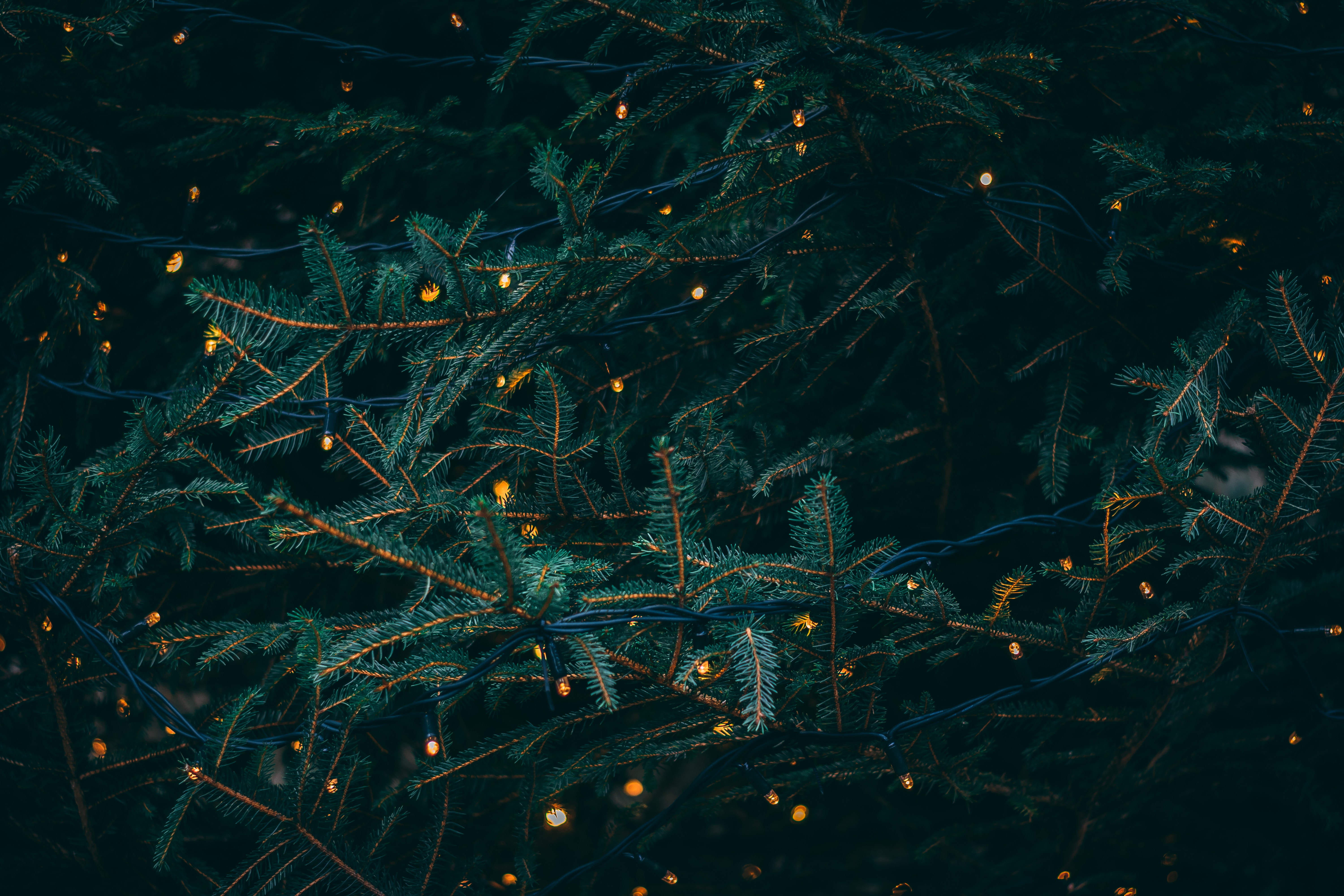 branches, fir, holidays, spruce, garland 4K
