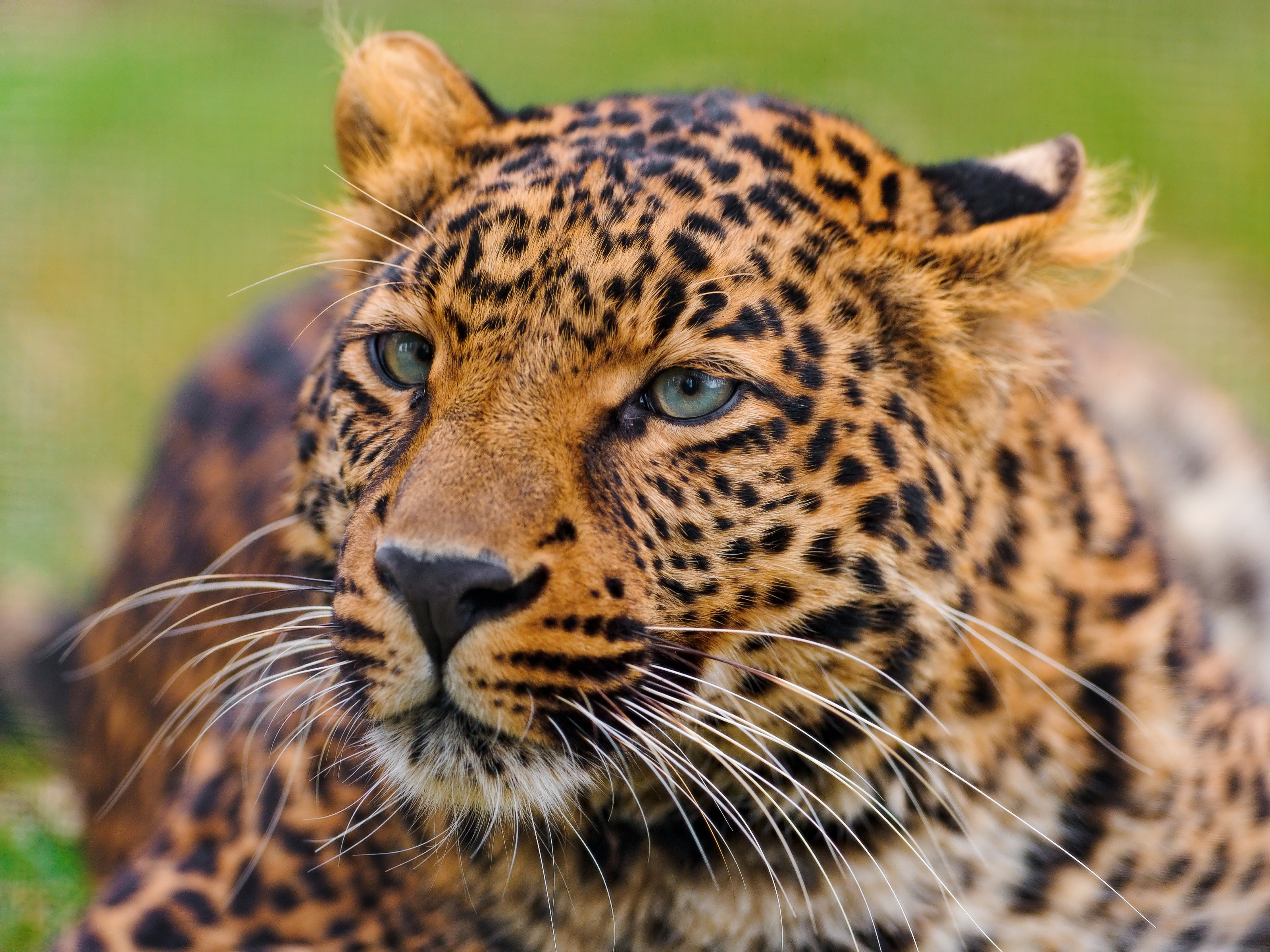 146296 Hintergrundbild herunterladen tiere, leopard, schnauze, gefleckt, fleckig, raubtier, predator, große katze, big cat - Bildschirmschoner und Bilder kostenlos
