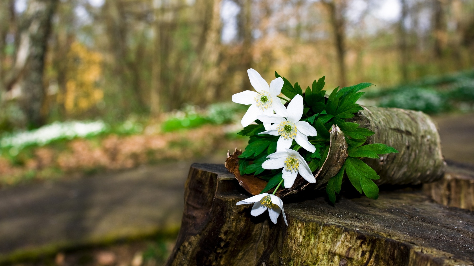 Descarga gratuita de fondo de pantalla para móvil de Flores, Flor, Tierra/naturaleza.