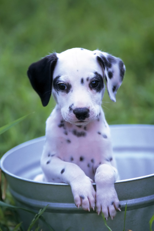 Download mobile wallpaper Dogs, Dog, Animal, Puppy, Dalmatian, Cute for free.