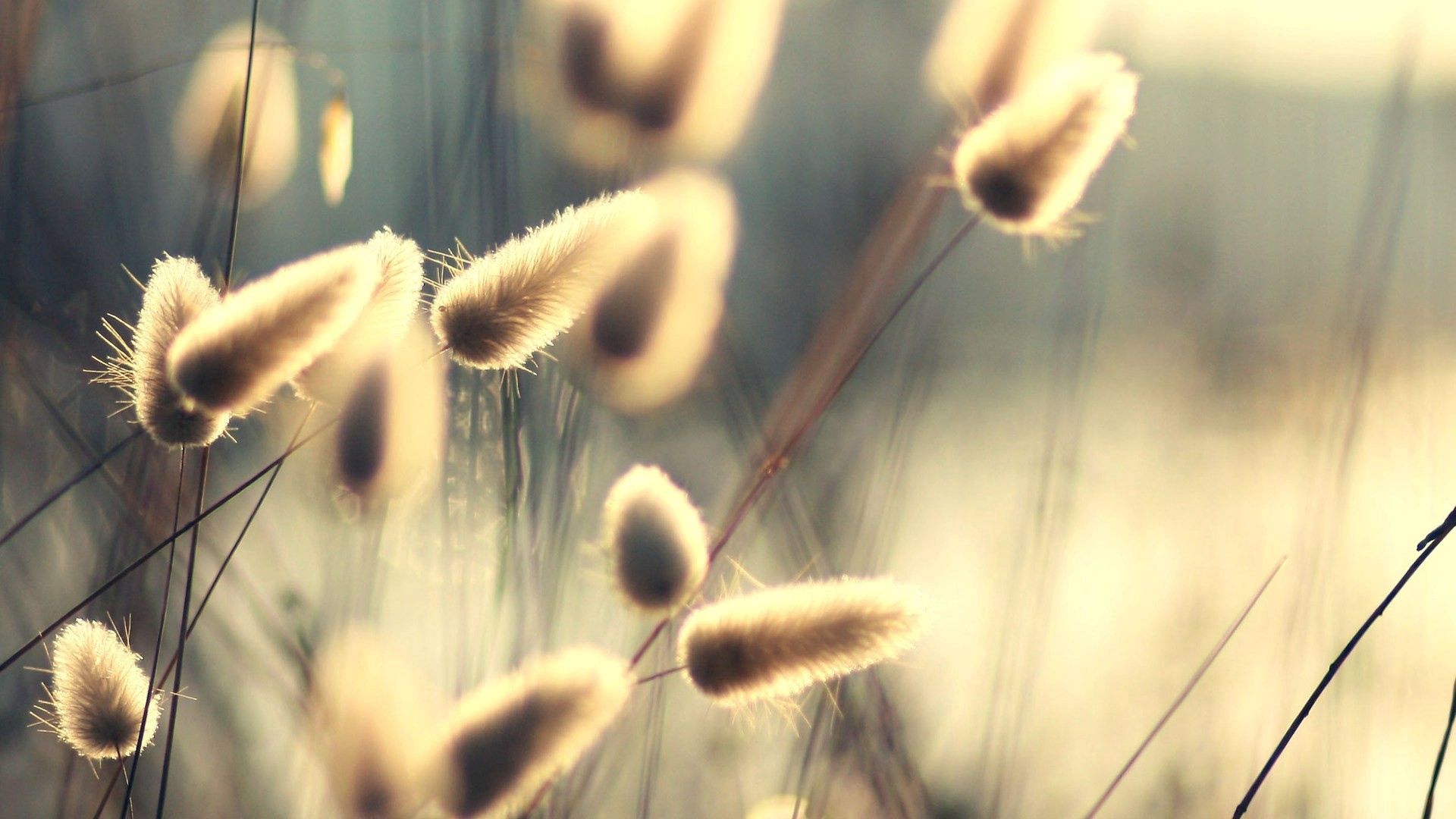 grass, macro, light, light coloured, greased, smeared