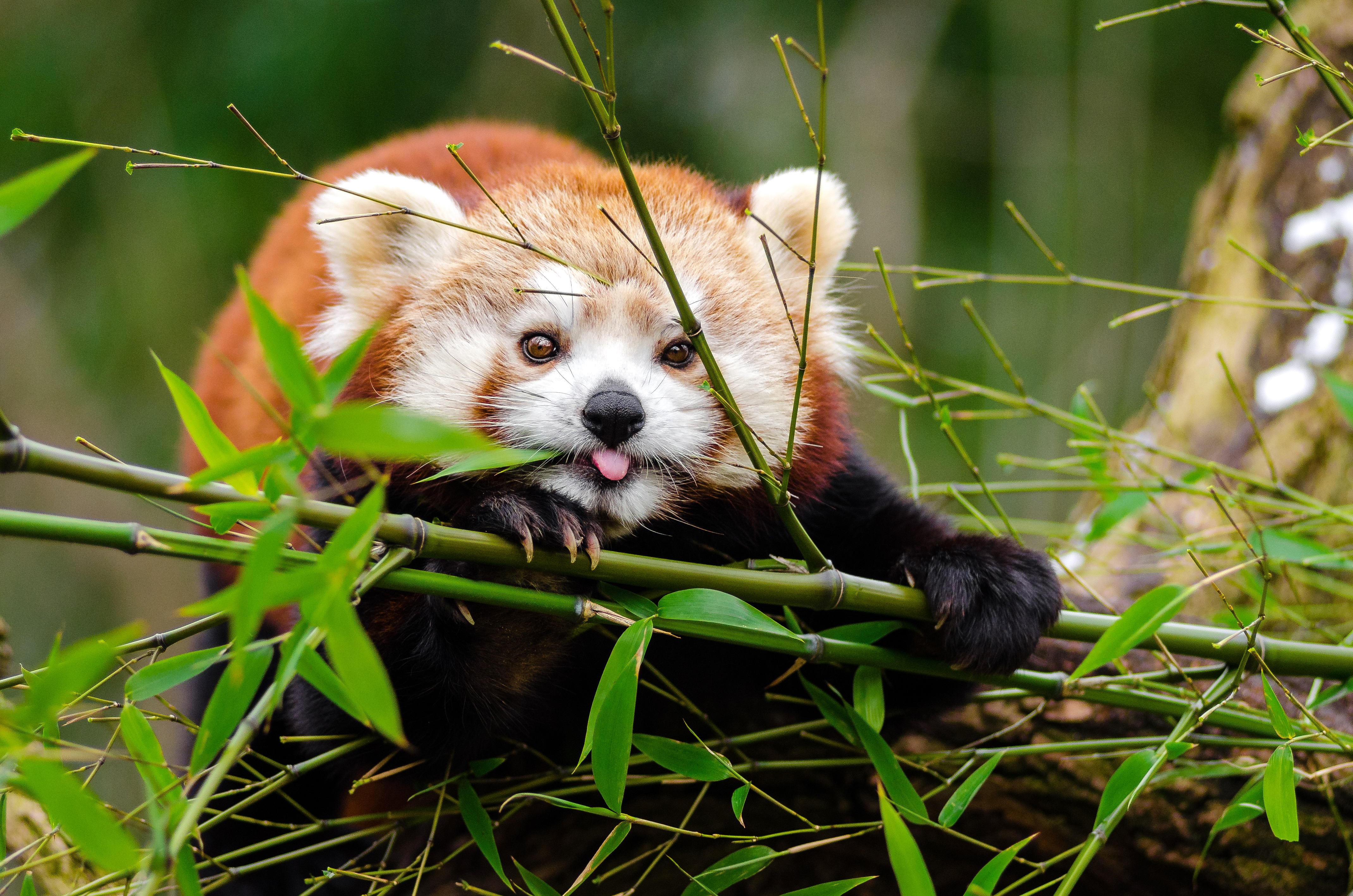 88292 скачать картинку бамбук, малая панда, забавный, ветки, панда, животные, милый, высунутый язык - обои и заставки бесплатно