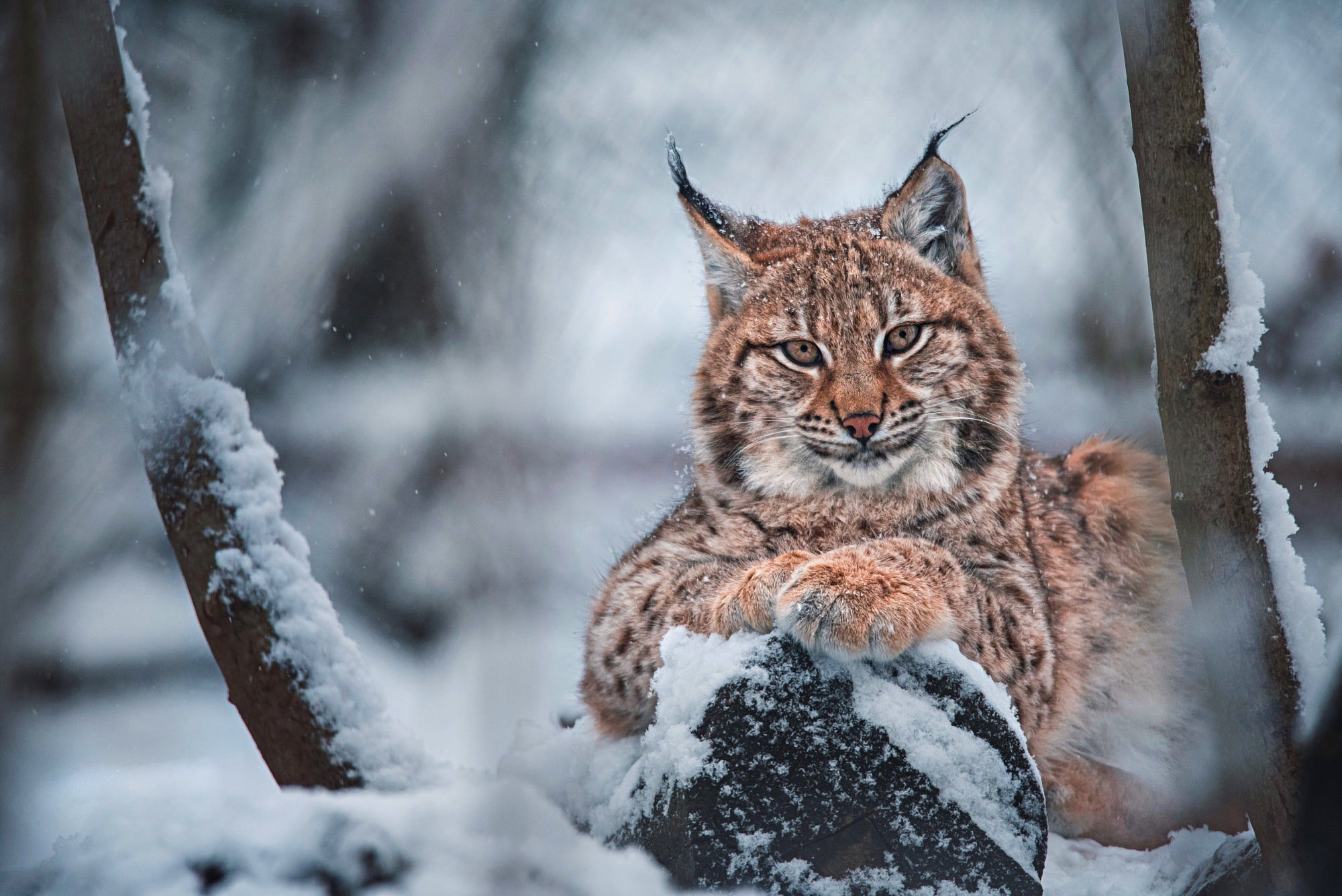 Download mobile wallpaper Cats, Snow, Animal, Lynx for free.