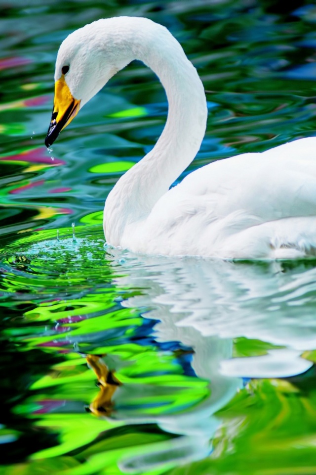 Download mobile wallpaper Birds, Water, Animal, Swan for free.