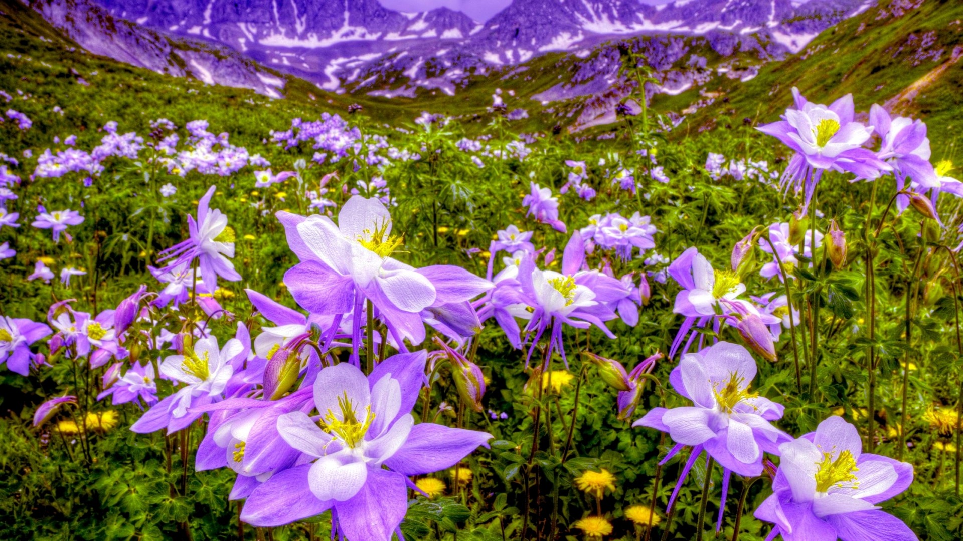 Download mobile wallpaper Landscape, Flowers, Mountain, Flower, Earth, Field, Purple Flower for free.