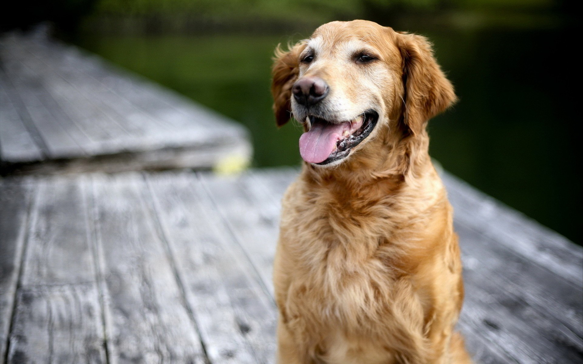 PCデスクトップに動物, 犬画像を無料でダウンロード