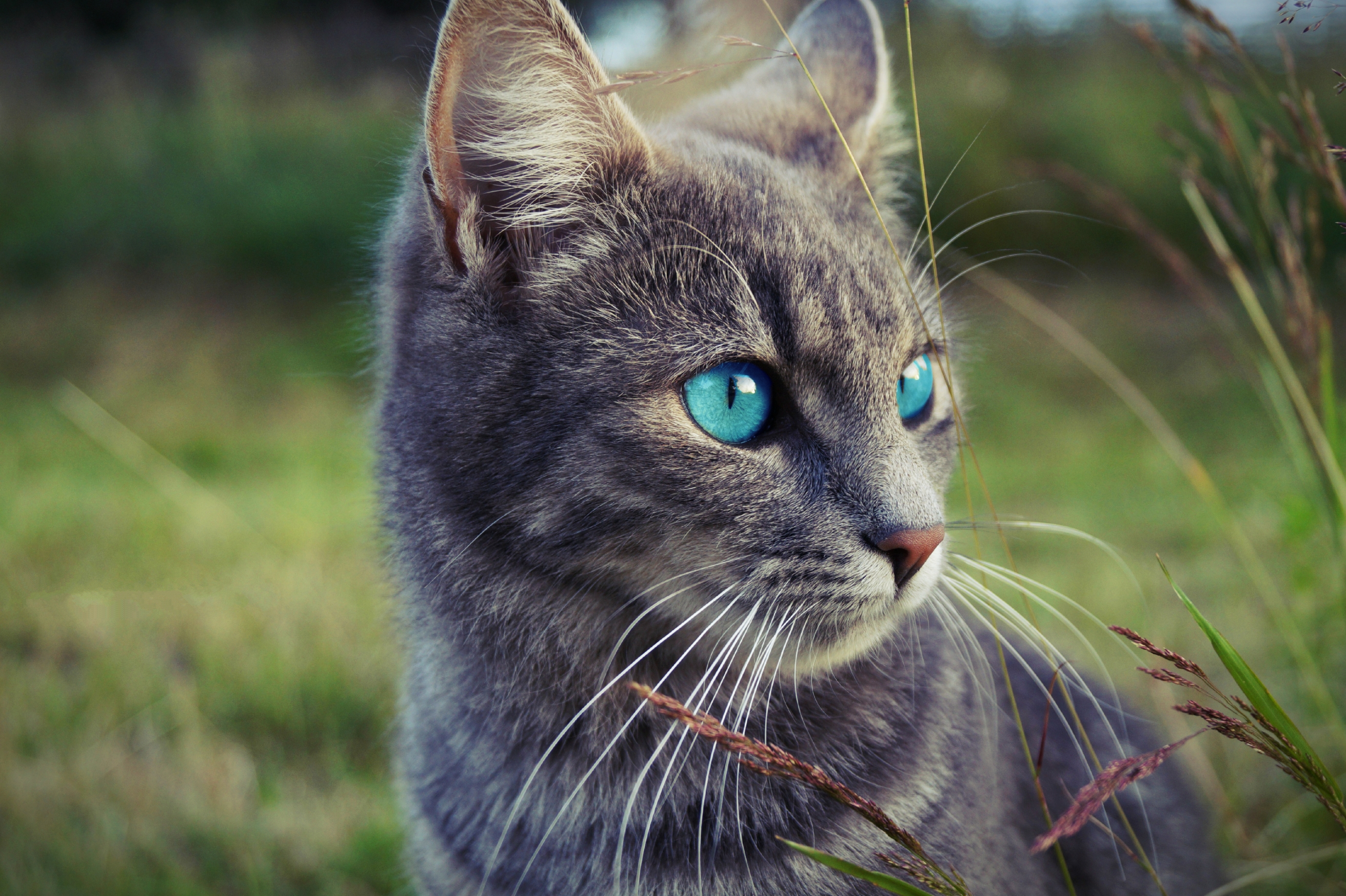 Baixe gratuitamente a imagem Gato, Gatos, Animais na área de trabalho do seu PC