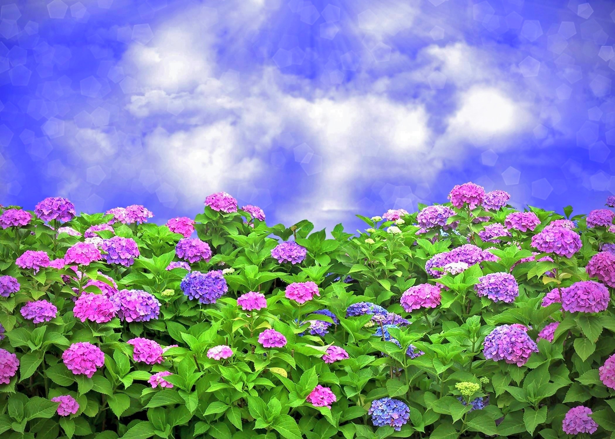 Скачать картинку Небо, Цветок, Сад, Гортензия, Фиолетовый Цветок, Земля/природа, Синий Цветок, Флауэрсы в телефон бесплатно.