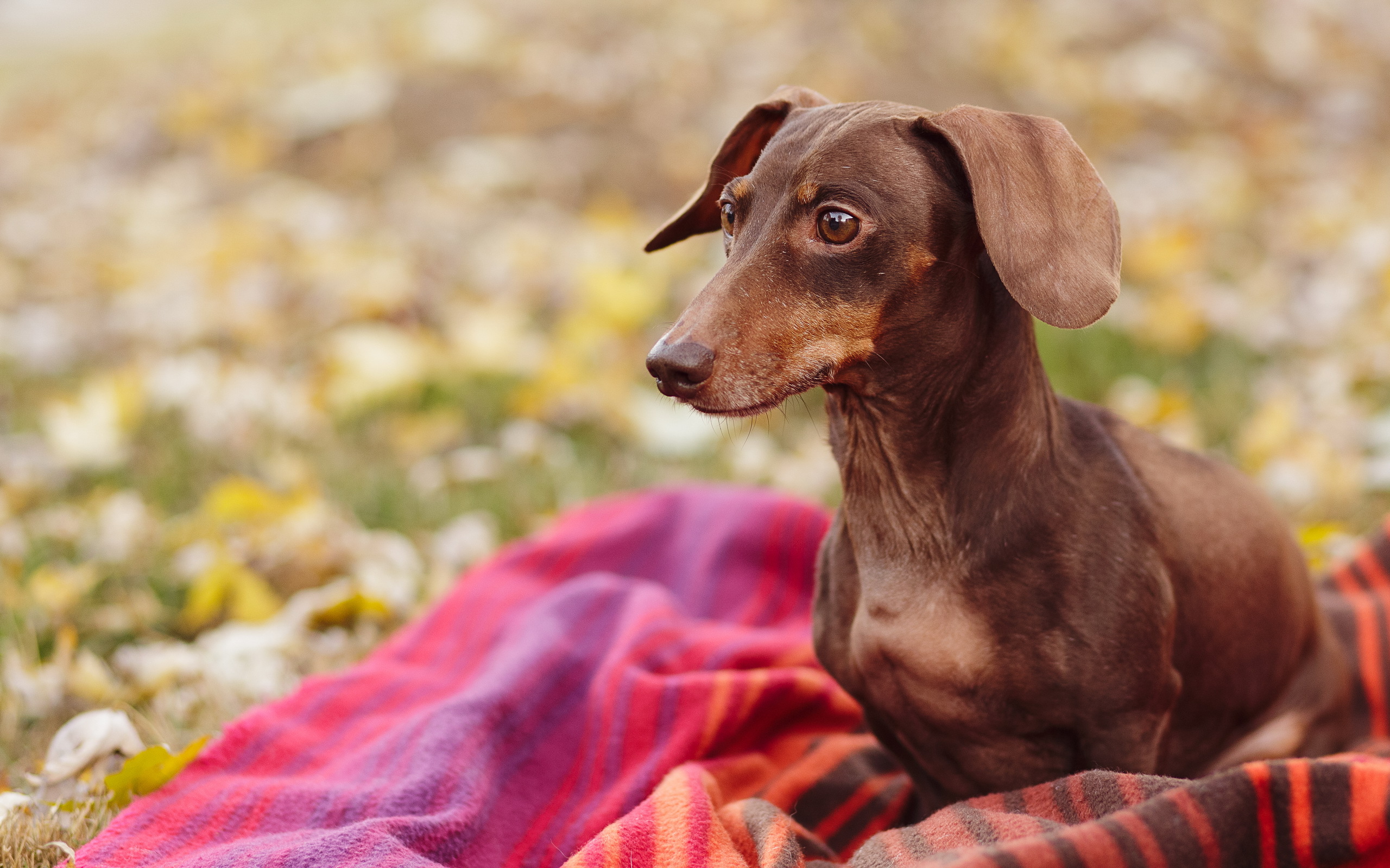 Handy-Wallpaper Tiere, Hunde, Hund kostenlos herunterladen.