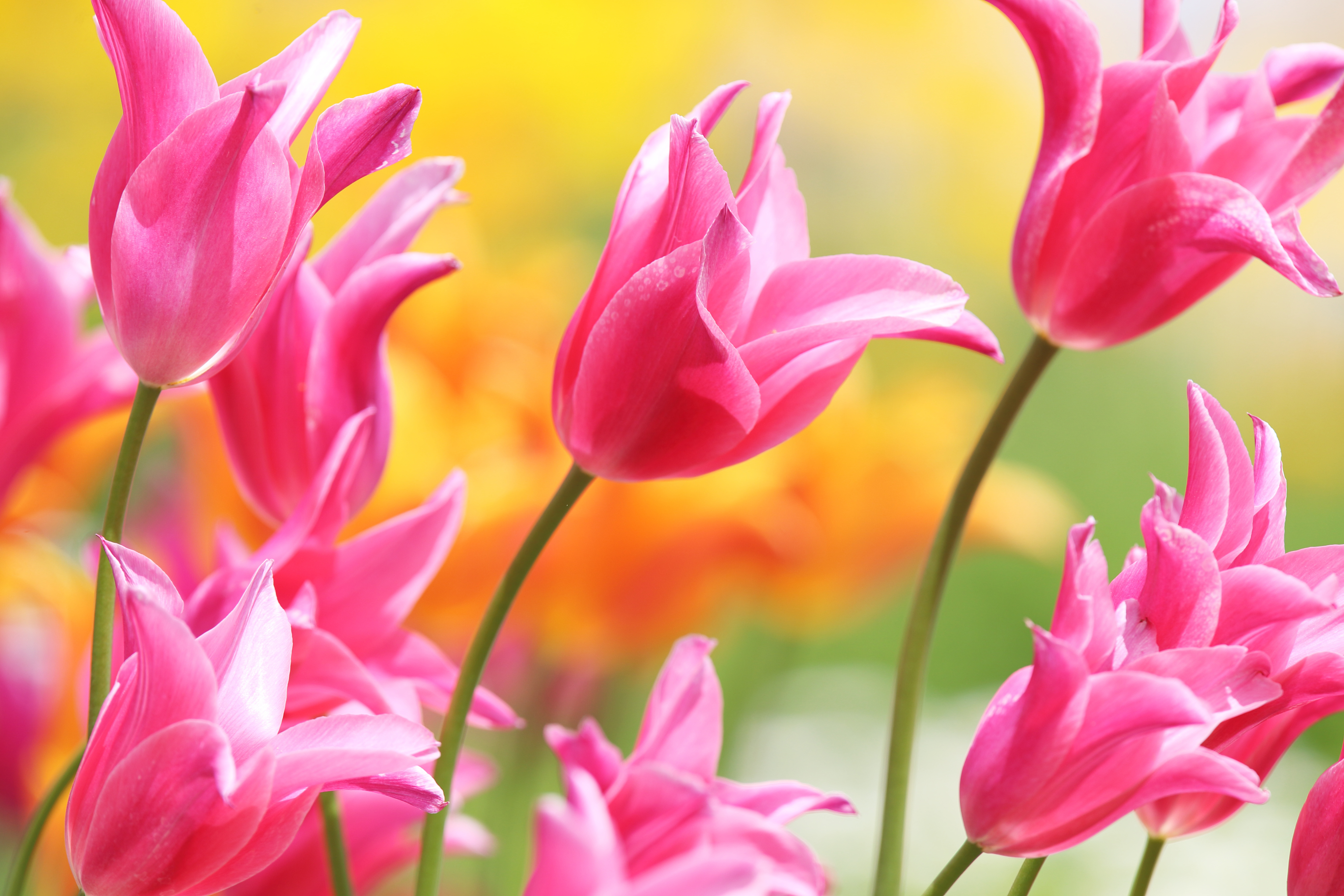 無料モバイル壁紙自然, フラワーズ, チューリップ, 花, 大きい, 地球, ピンクの花をダウンロードします。