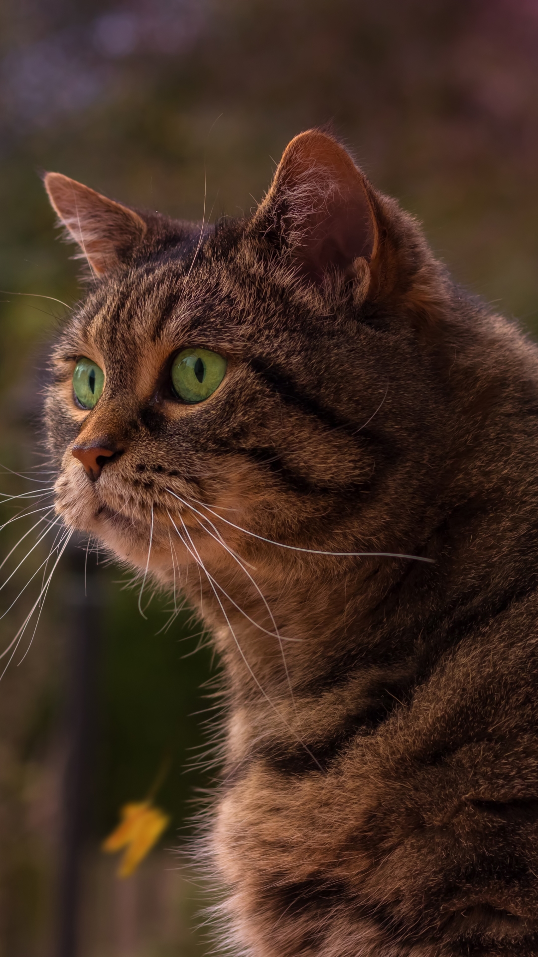 Handy-Wallpaper Tiere, Katzen, Katze, Tiefenschärfe kostenlos herunterladen.