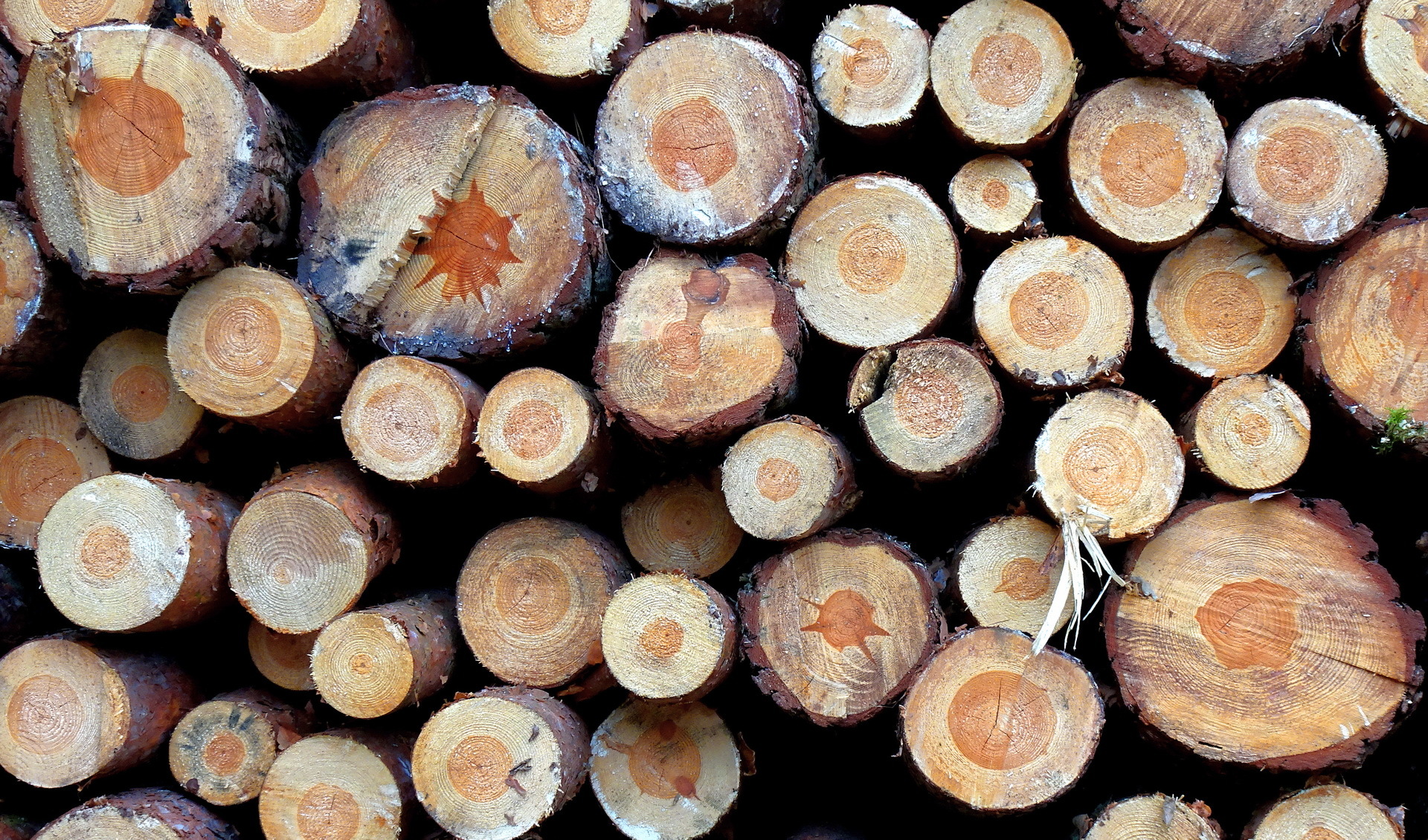 Laden Sie das Holz, Protokoll, Erde/natur-Bild kostenlos auf Ihren PC-Desktop herunter