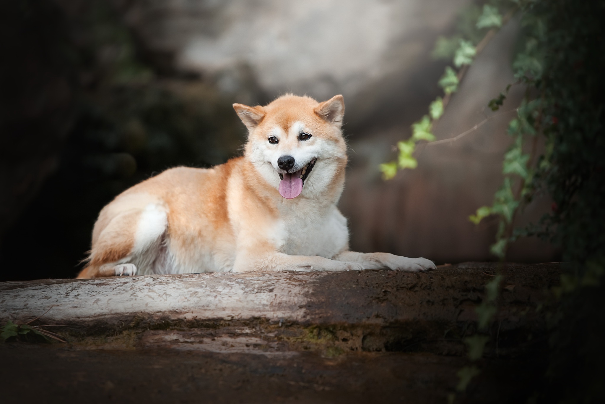 Free download wallpaper Dogs, Dog, Animal, Shiba Inu on your PC desktop
