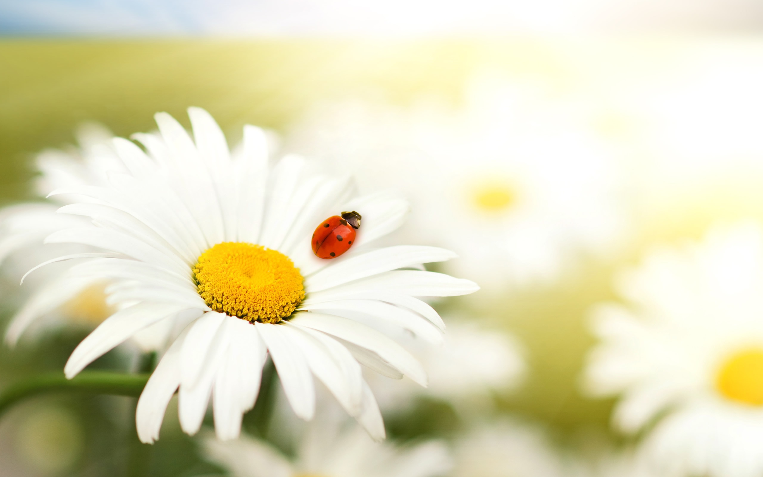Laden Sie das Marienkäfer, Insekten-Bild kostenlos auf Ihren PC-Desktop herunter