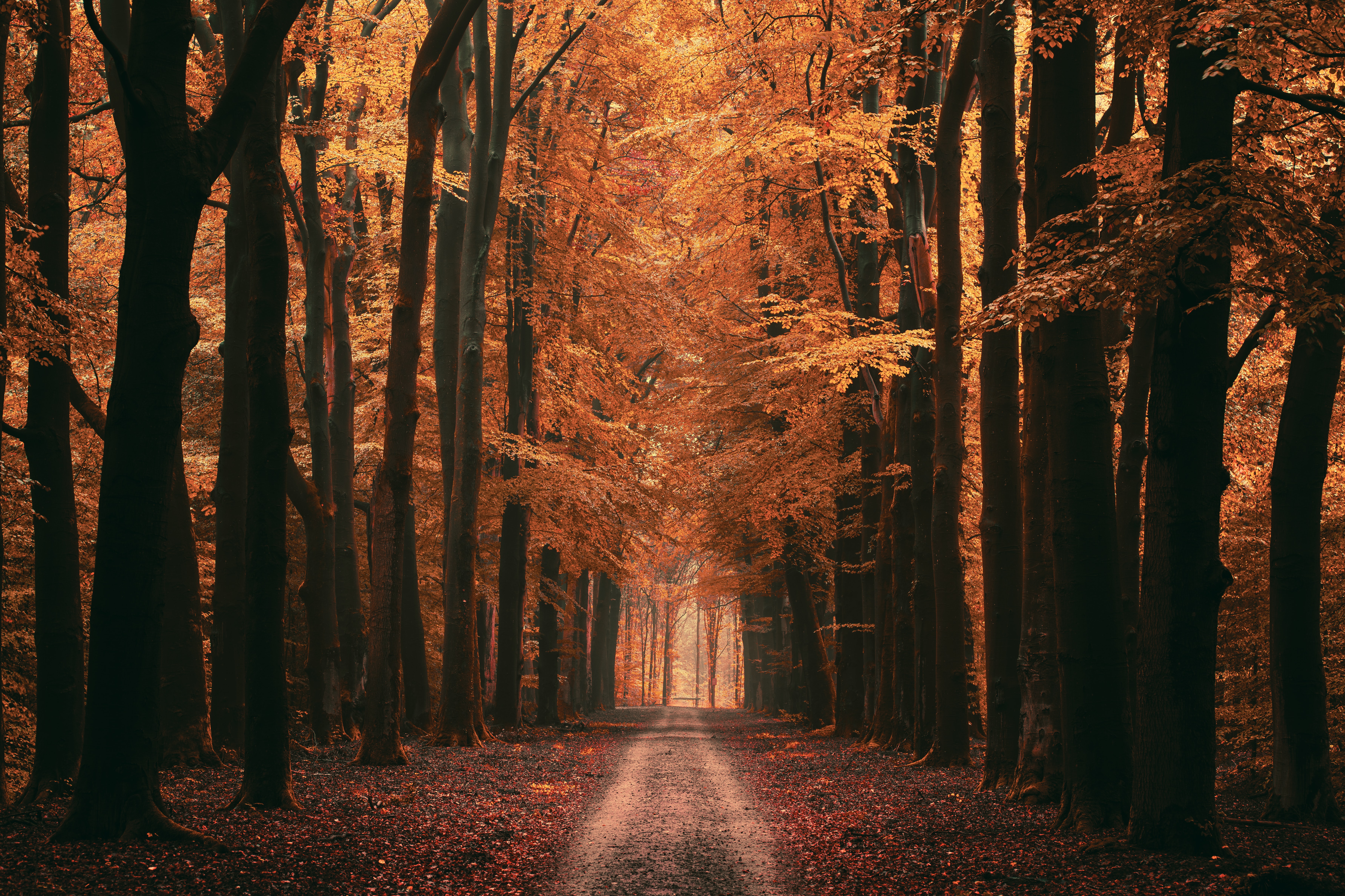 104939 скачать обои осень, аллея, природа, деревья, листья, дорога, даль - заставки и картинки бесплатно