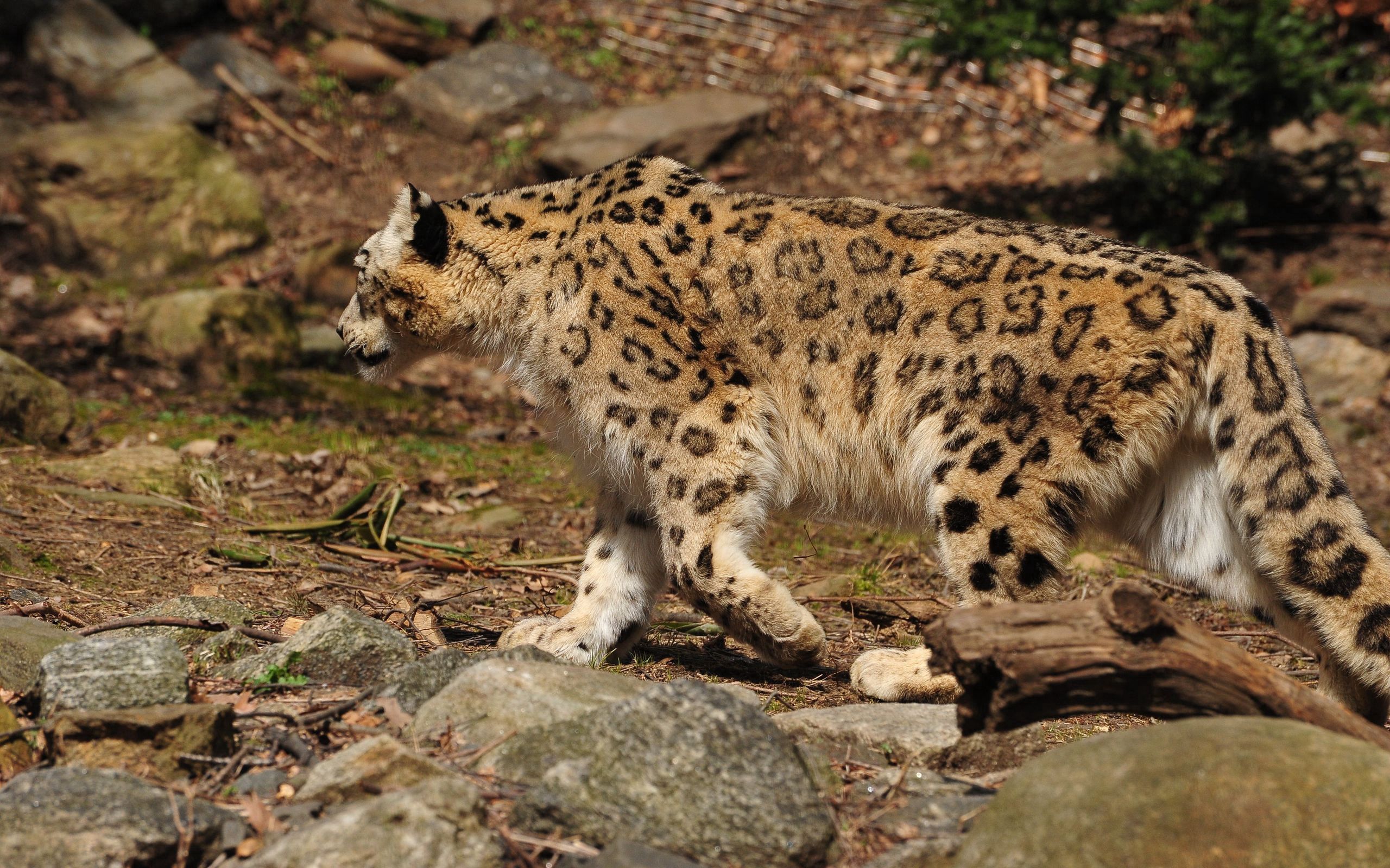snow leopard, animals, predator, big cat, stroll Desktop home screen Wallpaper