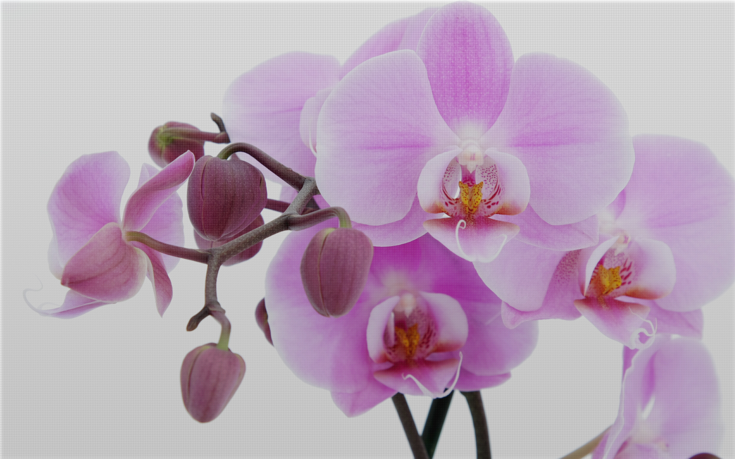 Скачать картинку Орхидея, Флауэрсы, Цветок, Художественные в телефон бесплатно.