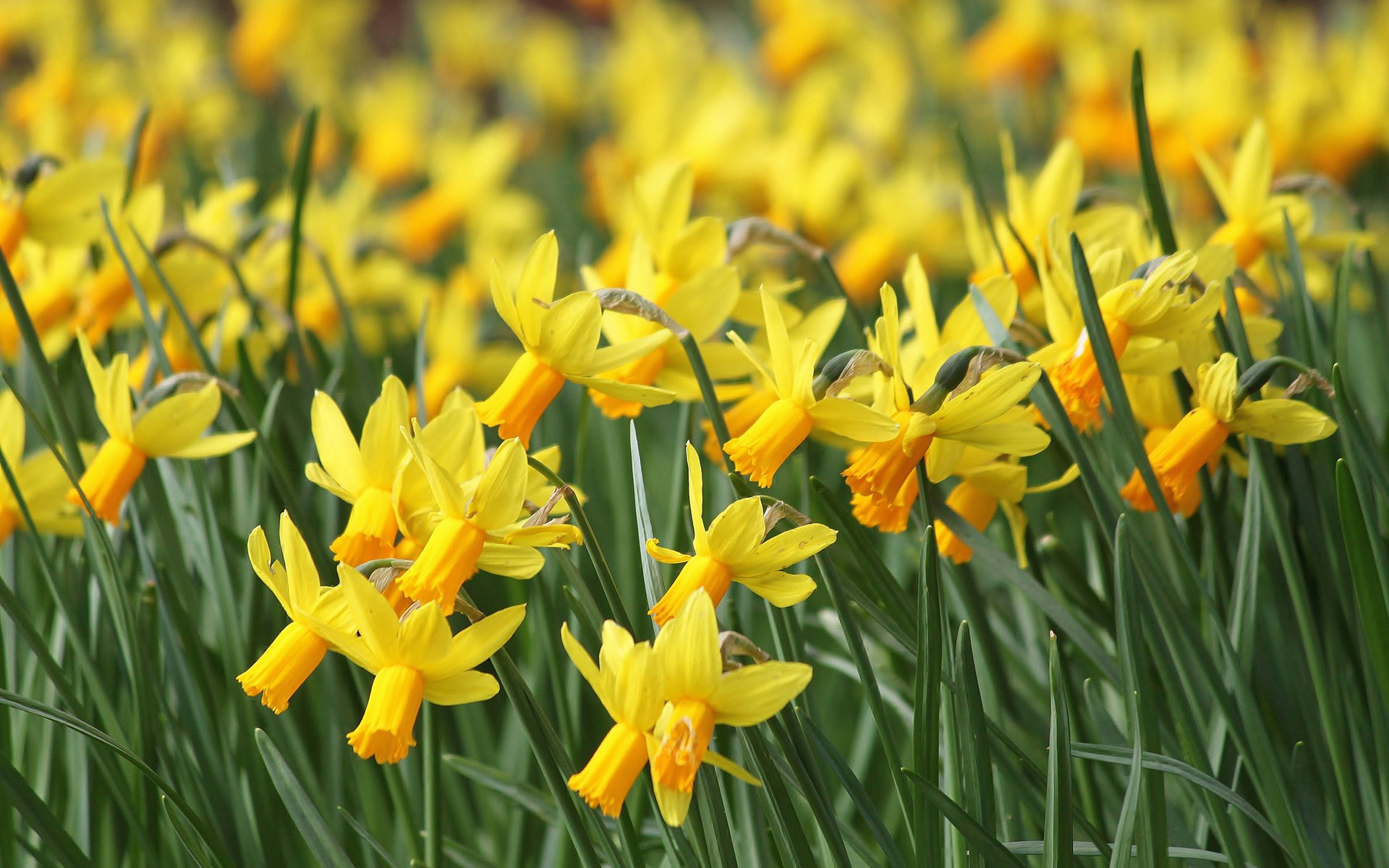 Free download wallpaper Earth, Daffodil on your PC desktop