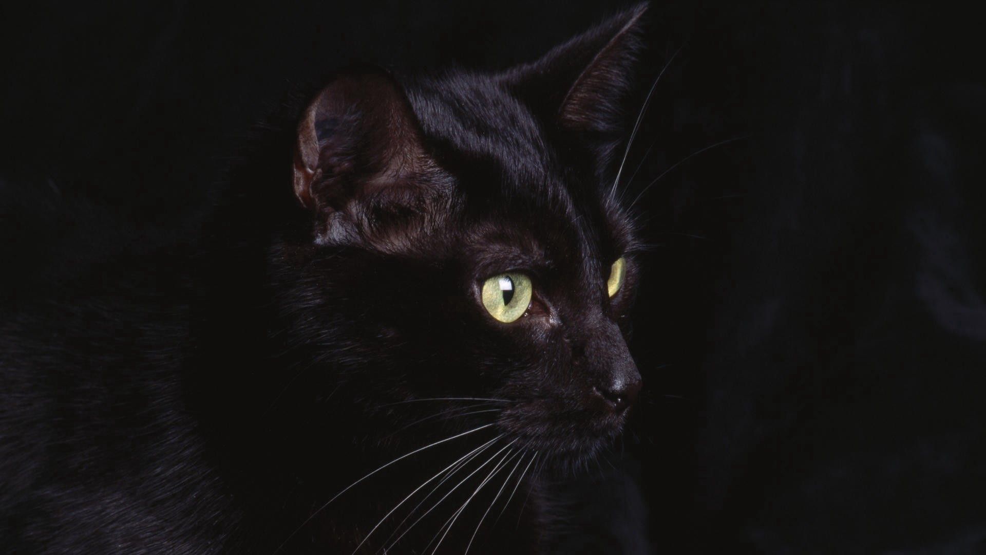 cat, animals, black, muzzle, sight, opinion Full HD