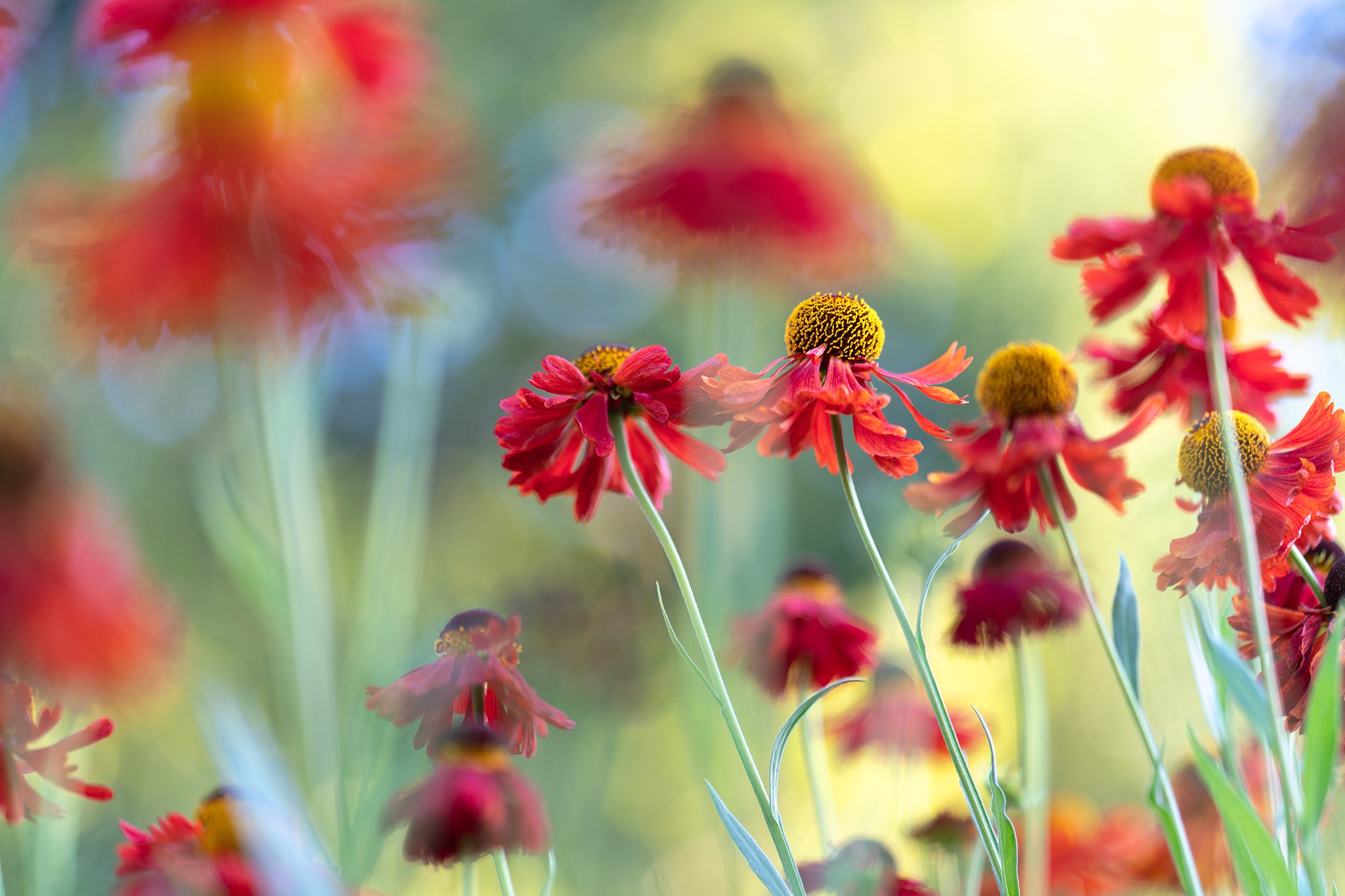 Handy-Wallpaper Blumen, Blume, Erde/natur kostenlos herunterladen.