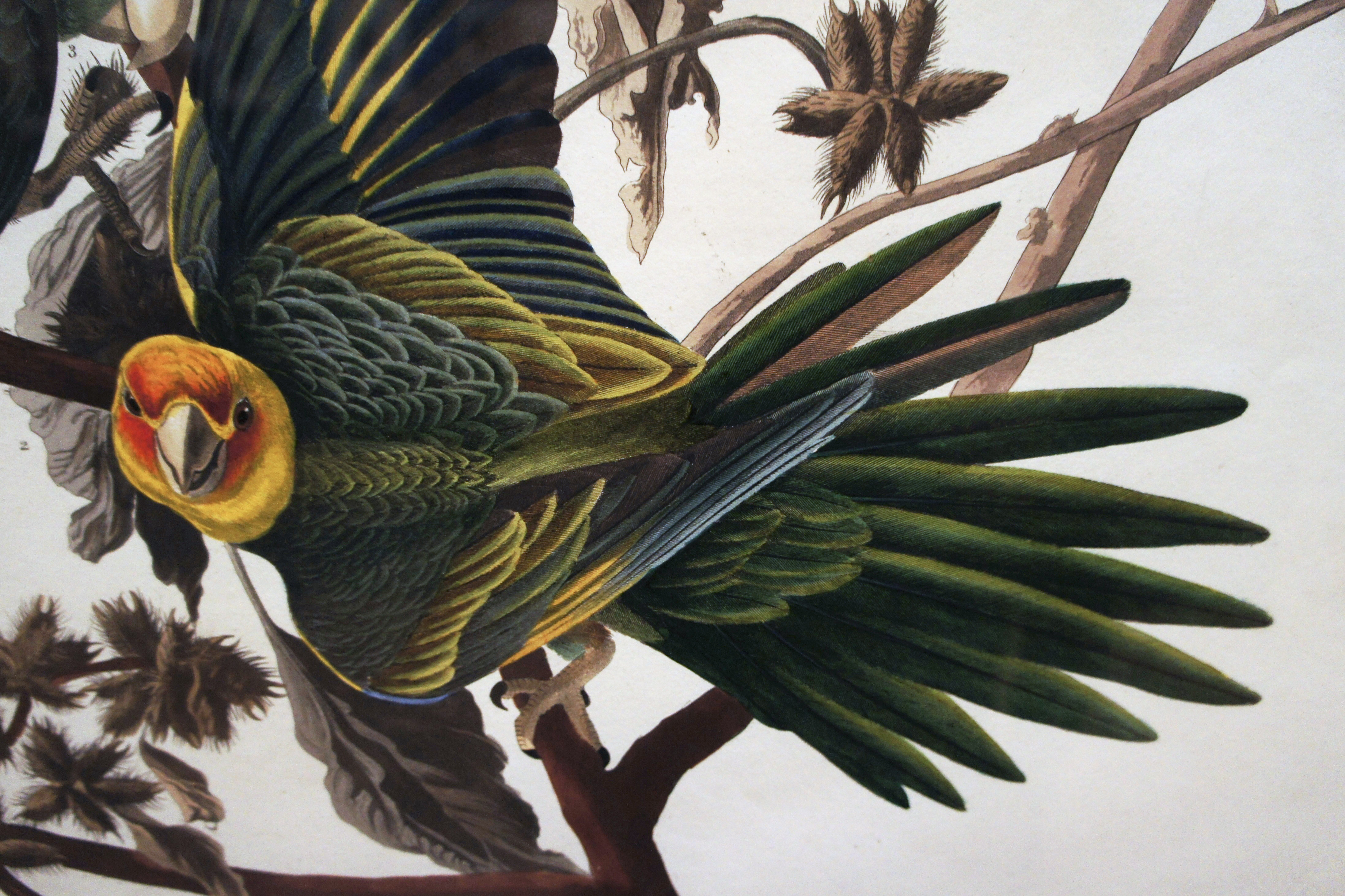Download mobile wallpaper Carolina Parakeet, Parakeet, Parrot, Bird, Birds, Animal for free.