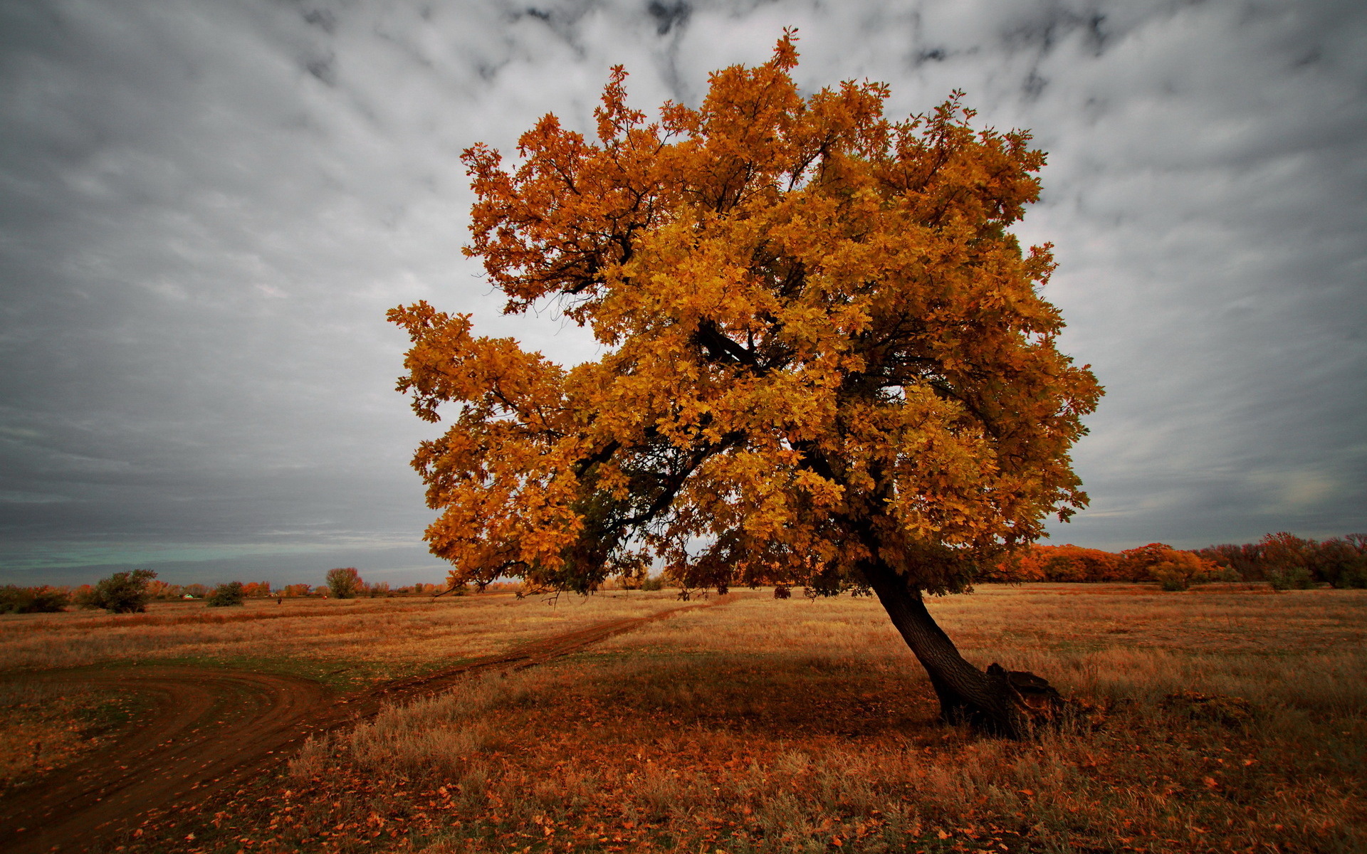 Download mobile wallpaper Landscape, Nature, Tree, Leaf, Fall, Earth, Field, Season for free.