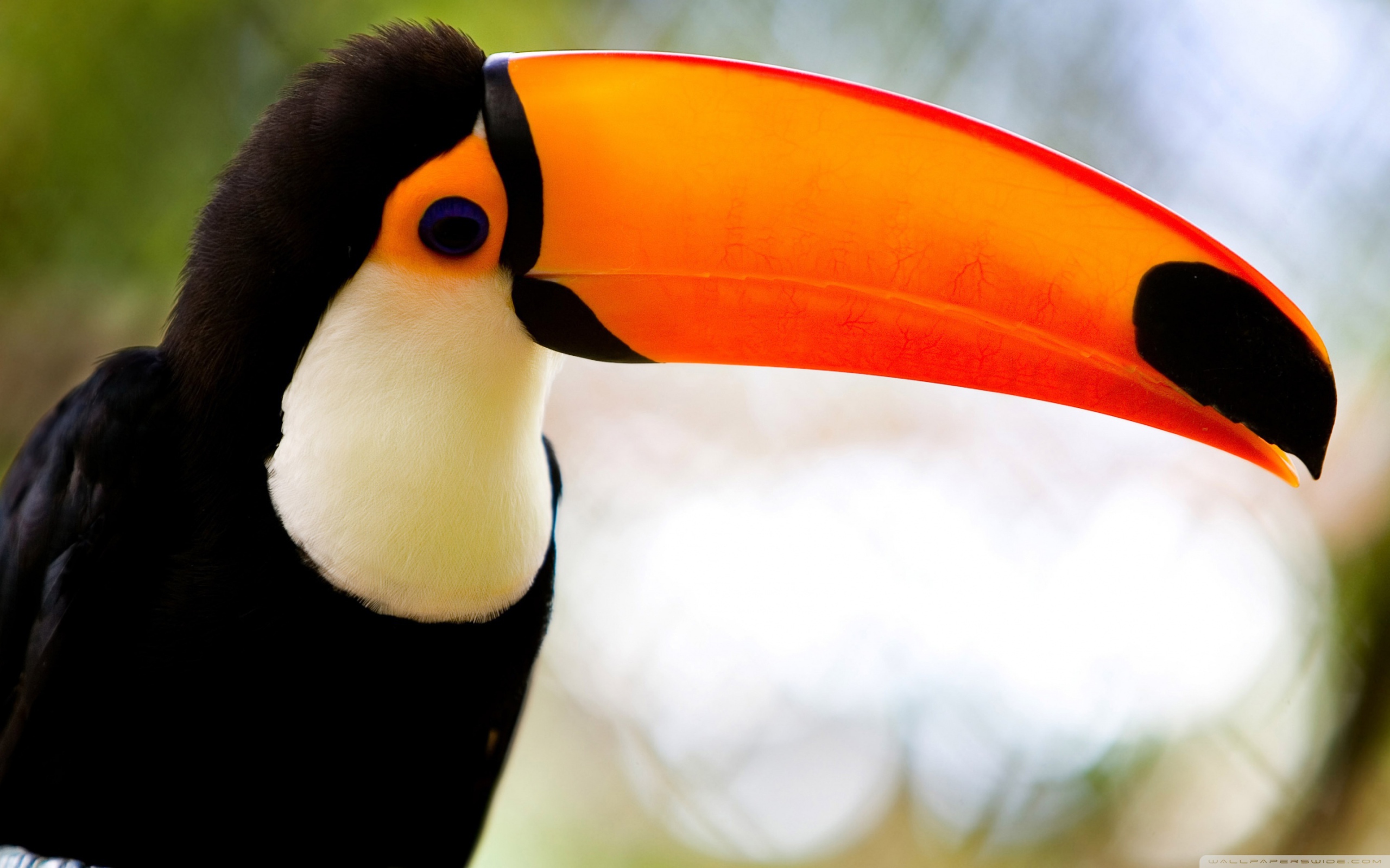 animal, toco toucan, bird, birds