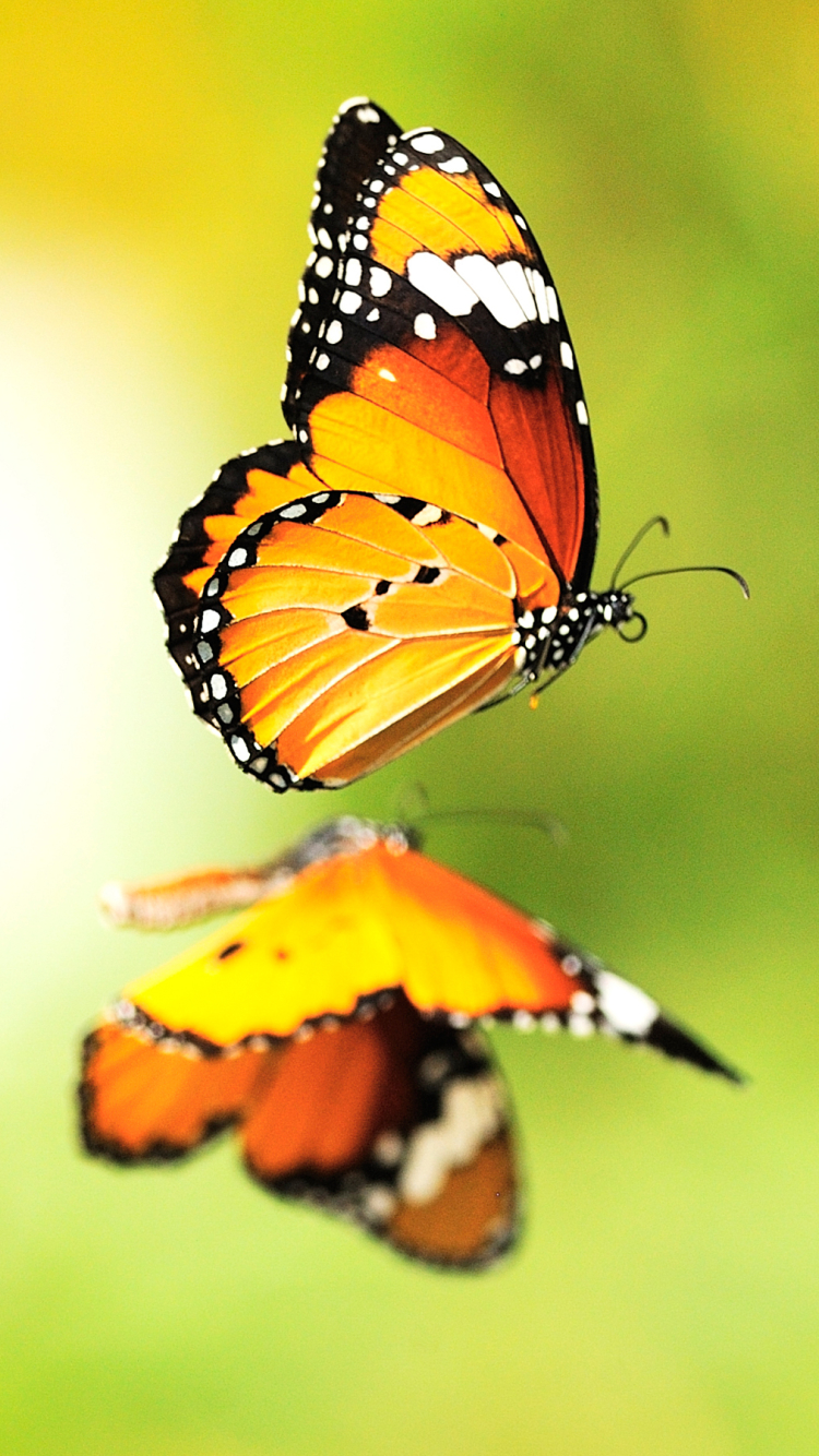 Download mobile wallpaper Reflection, Flower, Close Up, Insect, Butterfly, Animal for free.