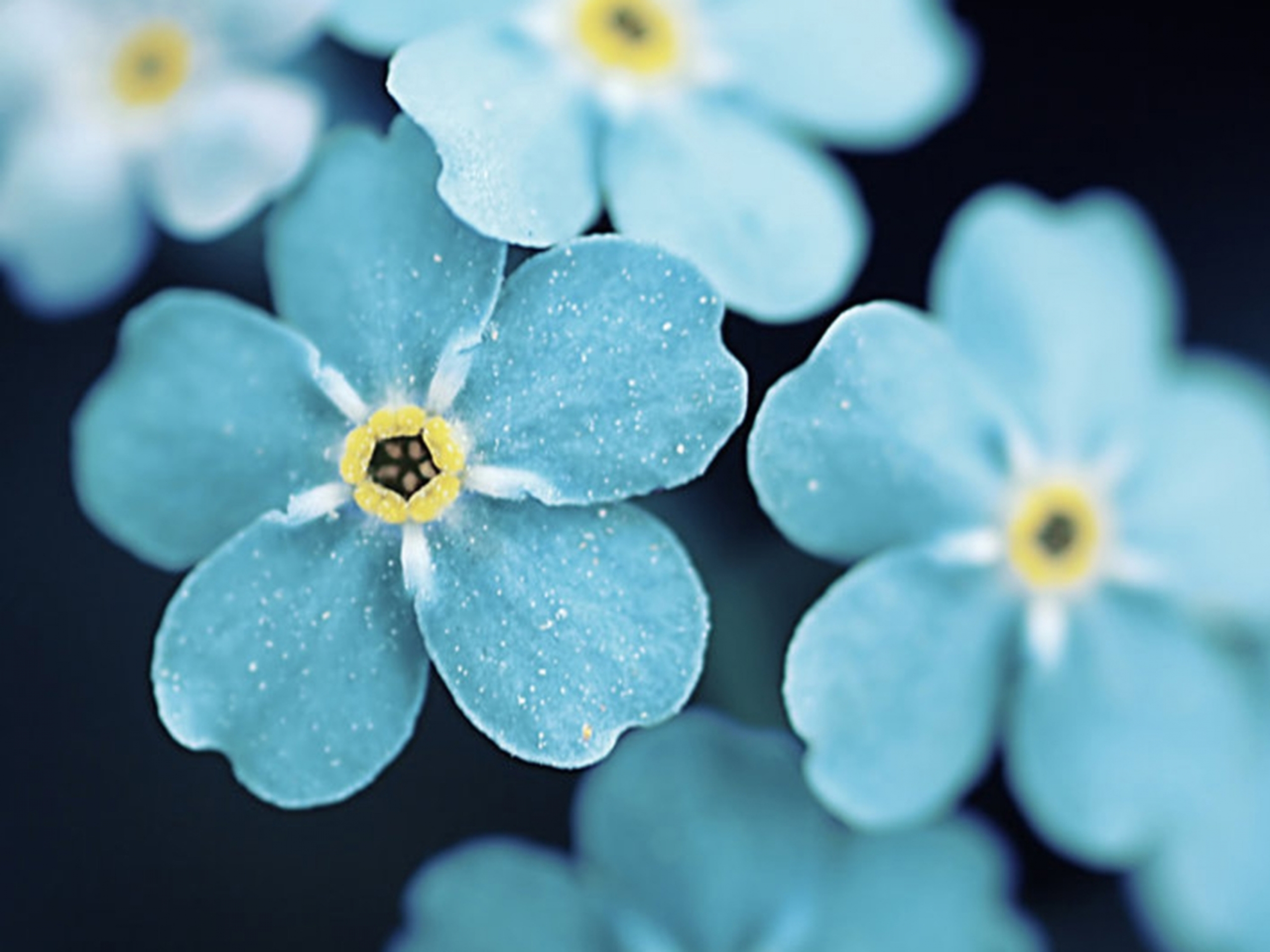 290055 Bildschirmschoner und Hintergrundbilder Blumen auf Ihrem Telefon. Laden Sie  Bilder kostenlos herunter