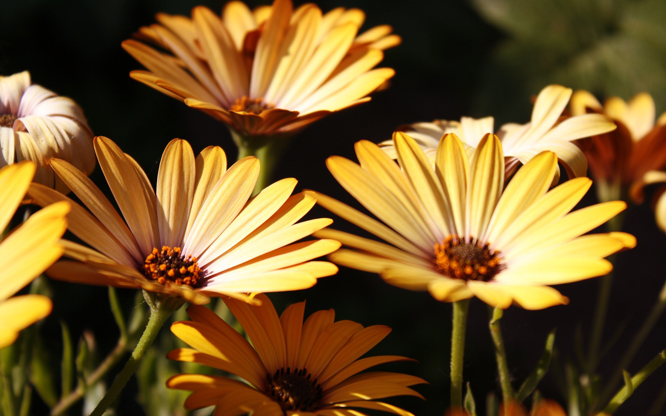 Téléchargez gratuitement l'image Fleur, Terre/nature sur le bureau de votre PC