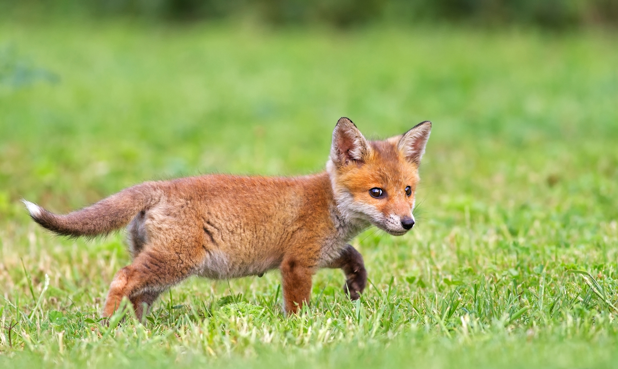 Download mobile wallpaper Animals, Grass, Fox for free.