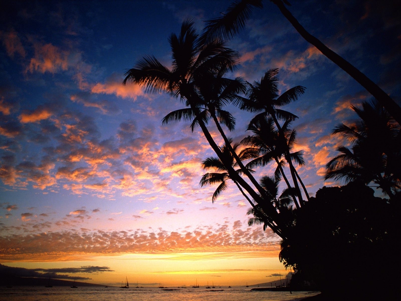 Free download wallpaper Landscape, Sea, Sunset, Palms on your PC desktop