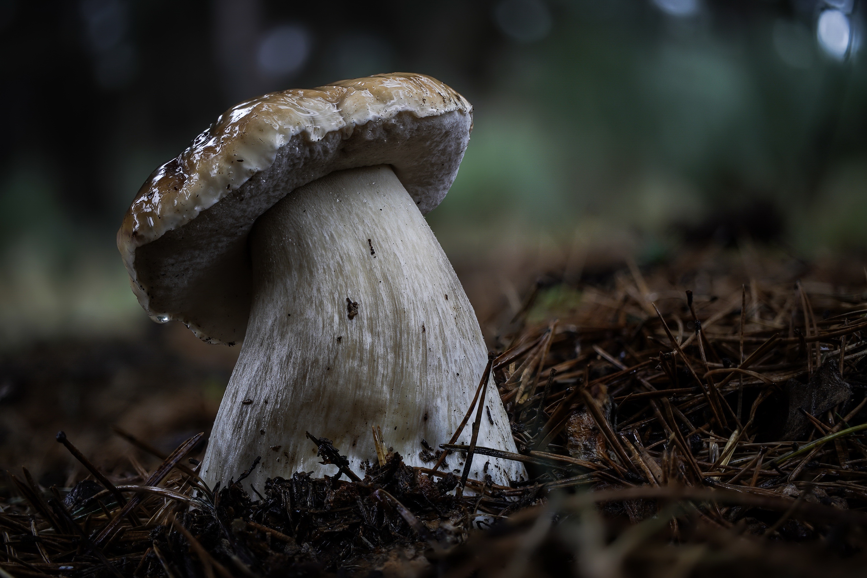 Free download wallpaper Nature, Macro, Earth, Mushroom on your PC desktop