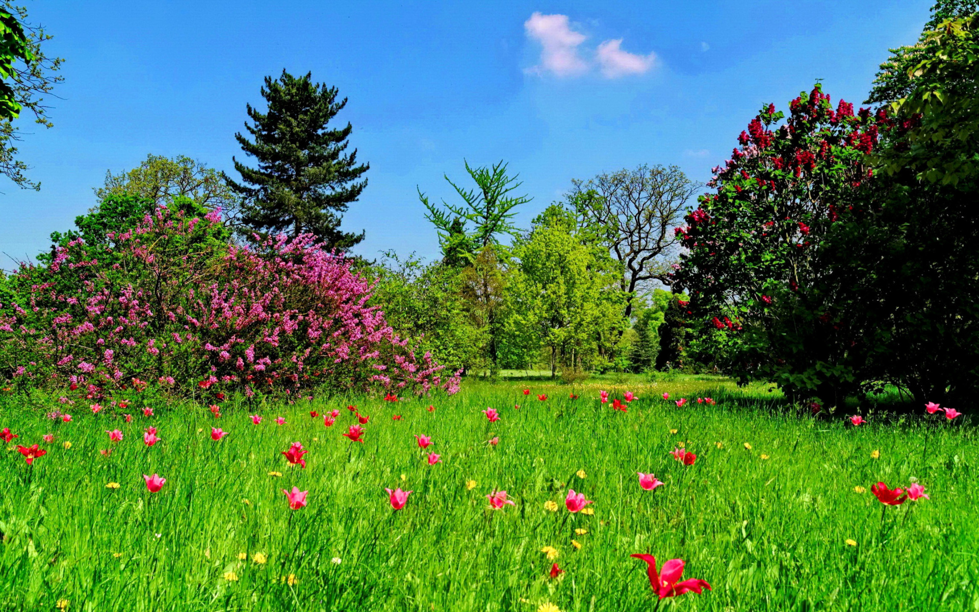 Скачать картинку Трава, Цветок, Дерево, Поле, Весна, Ландшафт, Земля/природа в телефон бесплатно.