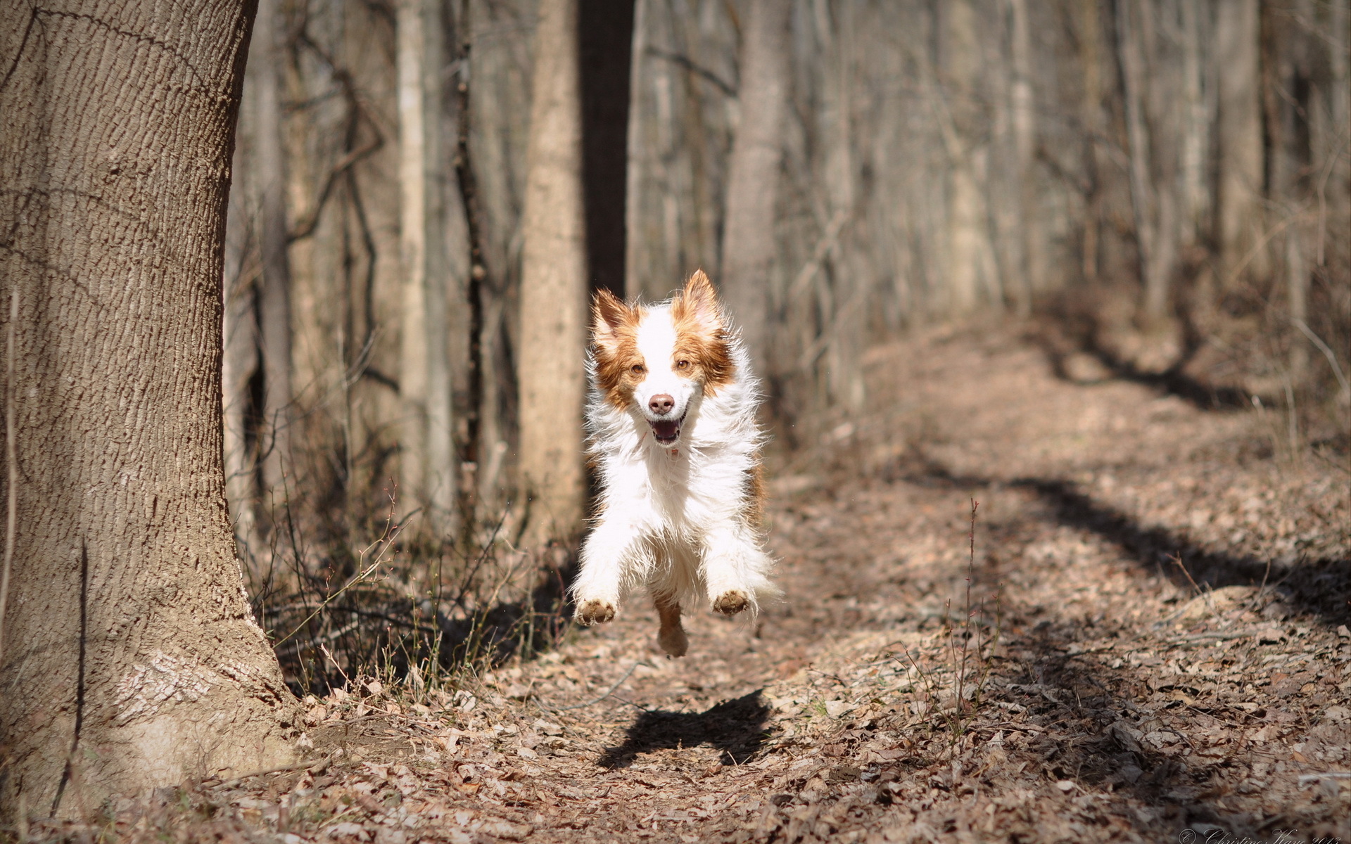 無料モバイル壁紙犬, 動物をダウンロードします。