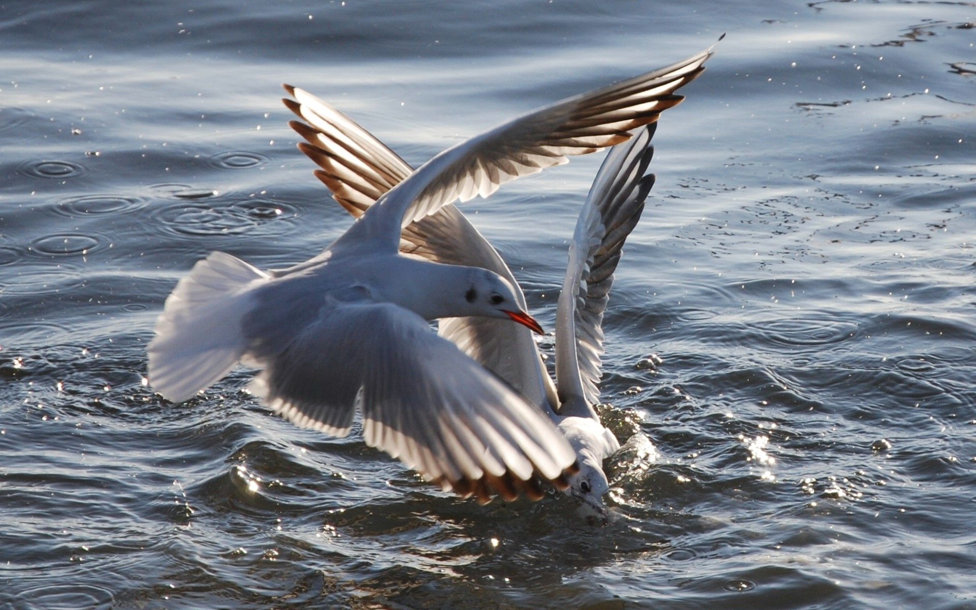 Free download wallpaper Birds, Water, Sea, Flight, Animals, Seagulls on your PC desktop