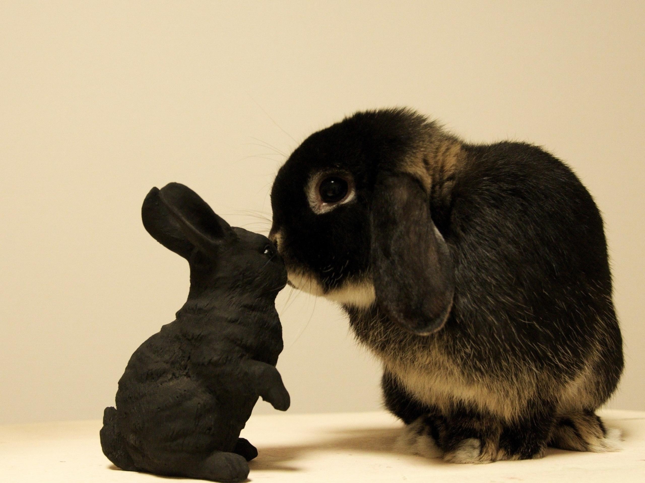 122123 скачать обои кролик, животные, любопытство, игрушка - заставки и картинки бесплатно