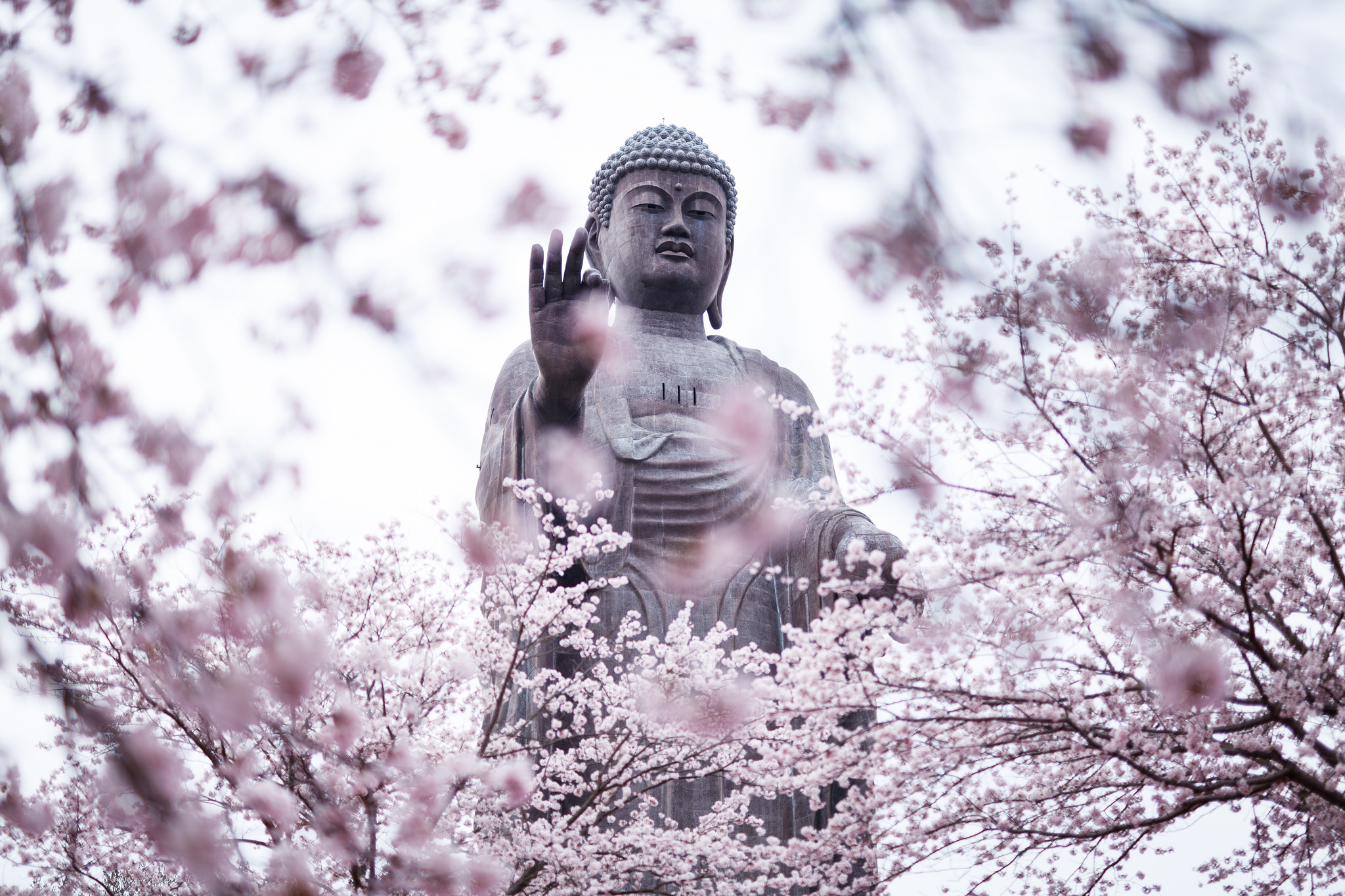 819539 Bild herunterladen religiös, buddha, blüte, frühling, statue - Hintergrundbilder und Bildschirmschoner kostenlos