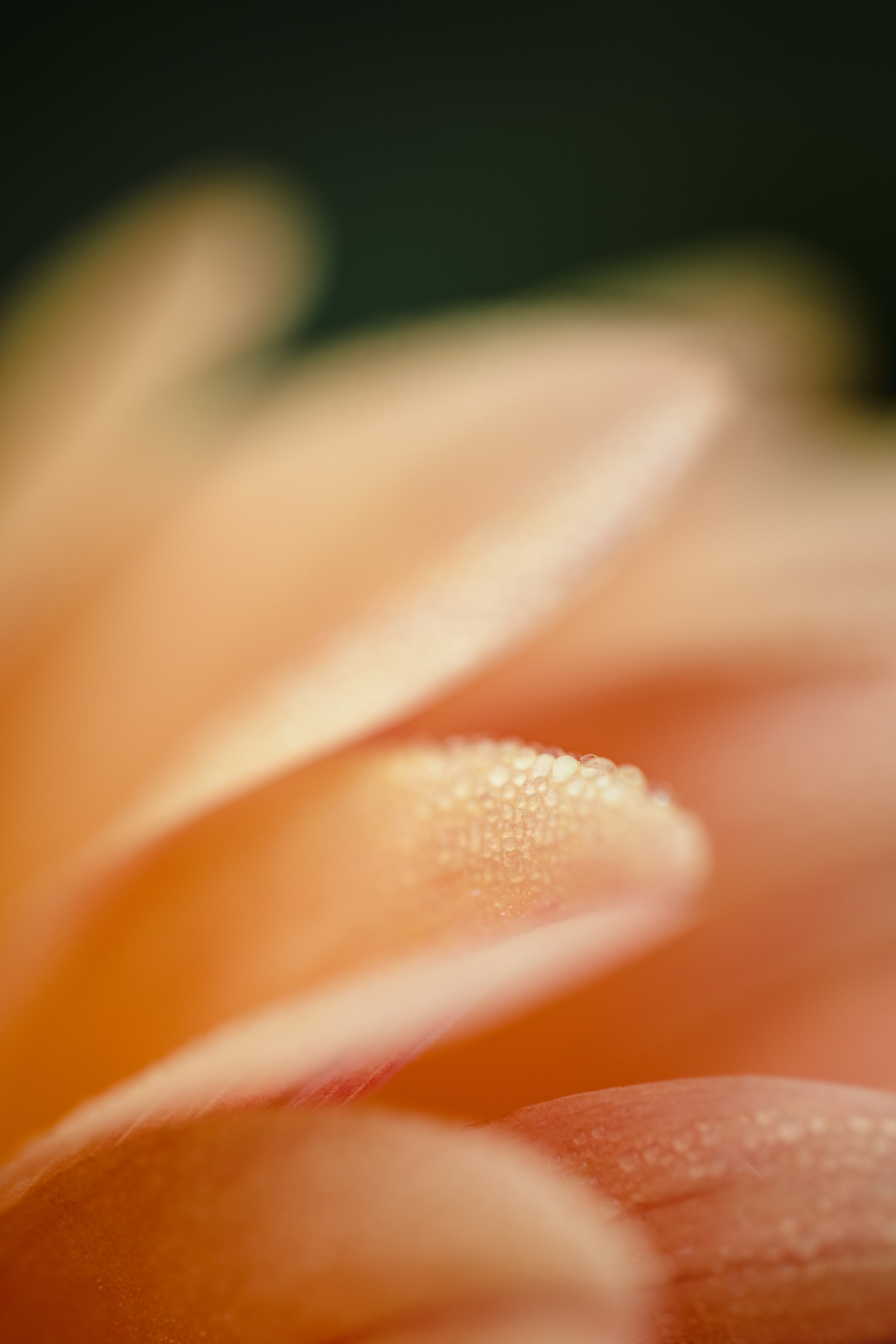 Laden Sie das Drops, Makro, Blütenblatt, Wasser, Rosa-Bild kostenlos auf Ihren PC-Desktop herunter
