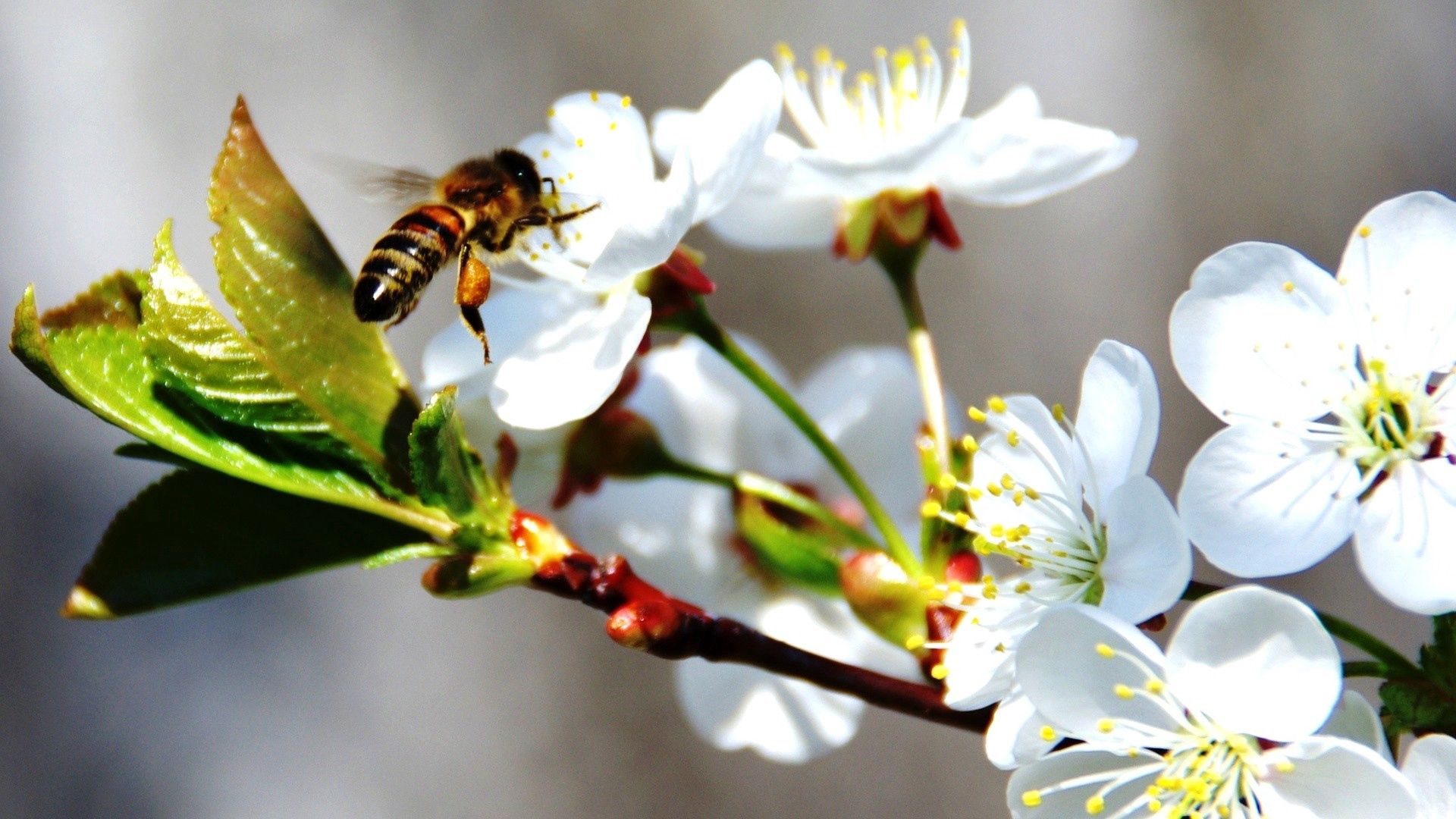 Download background cherry, flowers, macro, bloom, flowering, branch, bee, spring
