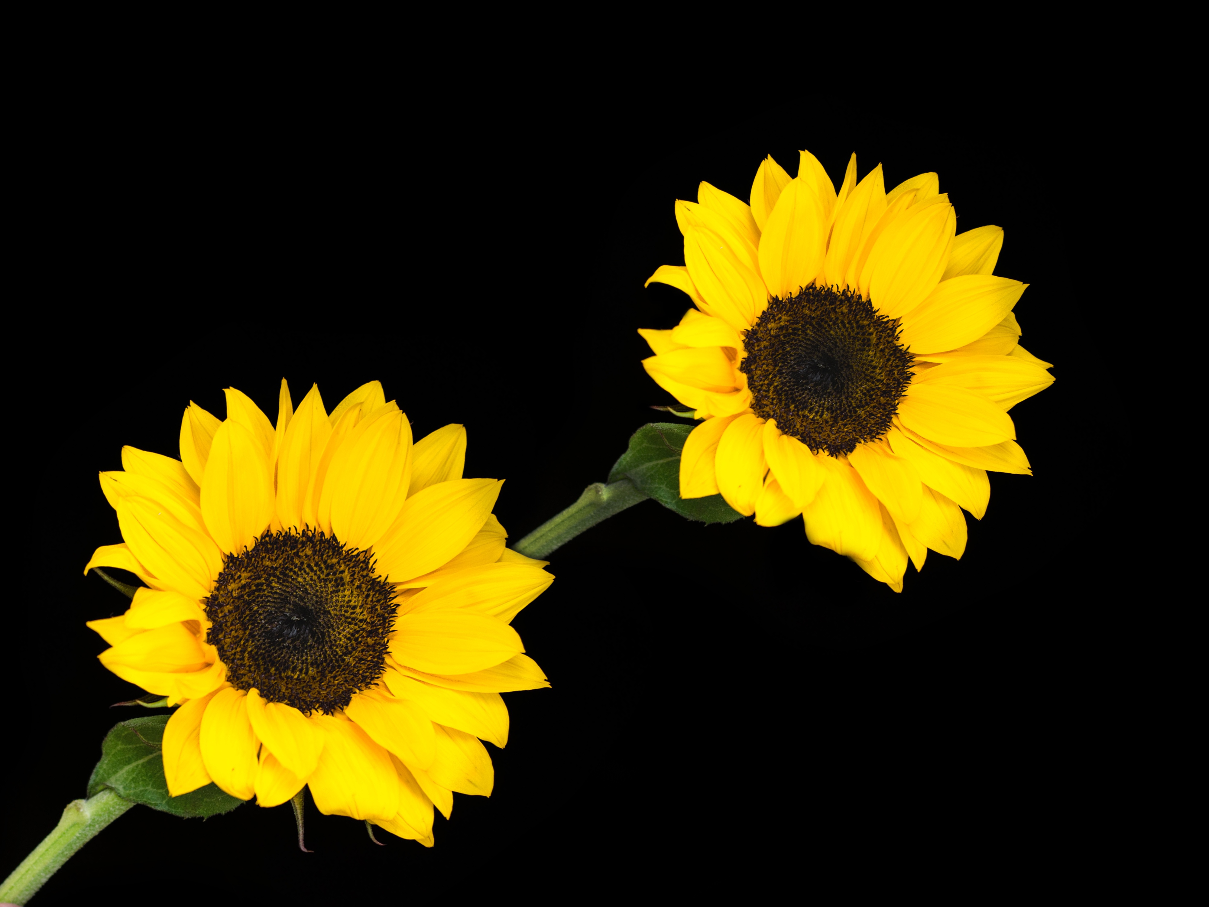 Free download wallpaper Flowers, Flower, Plant, Earth, Sunflower on your PC desktop