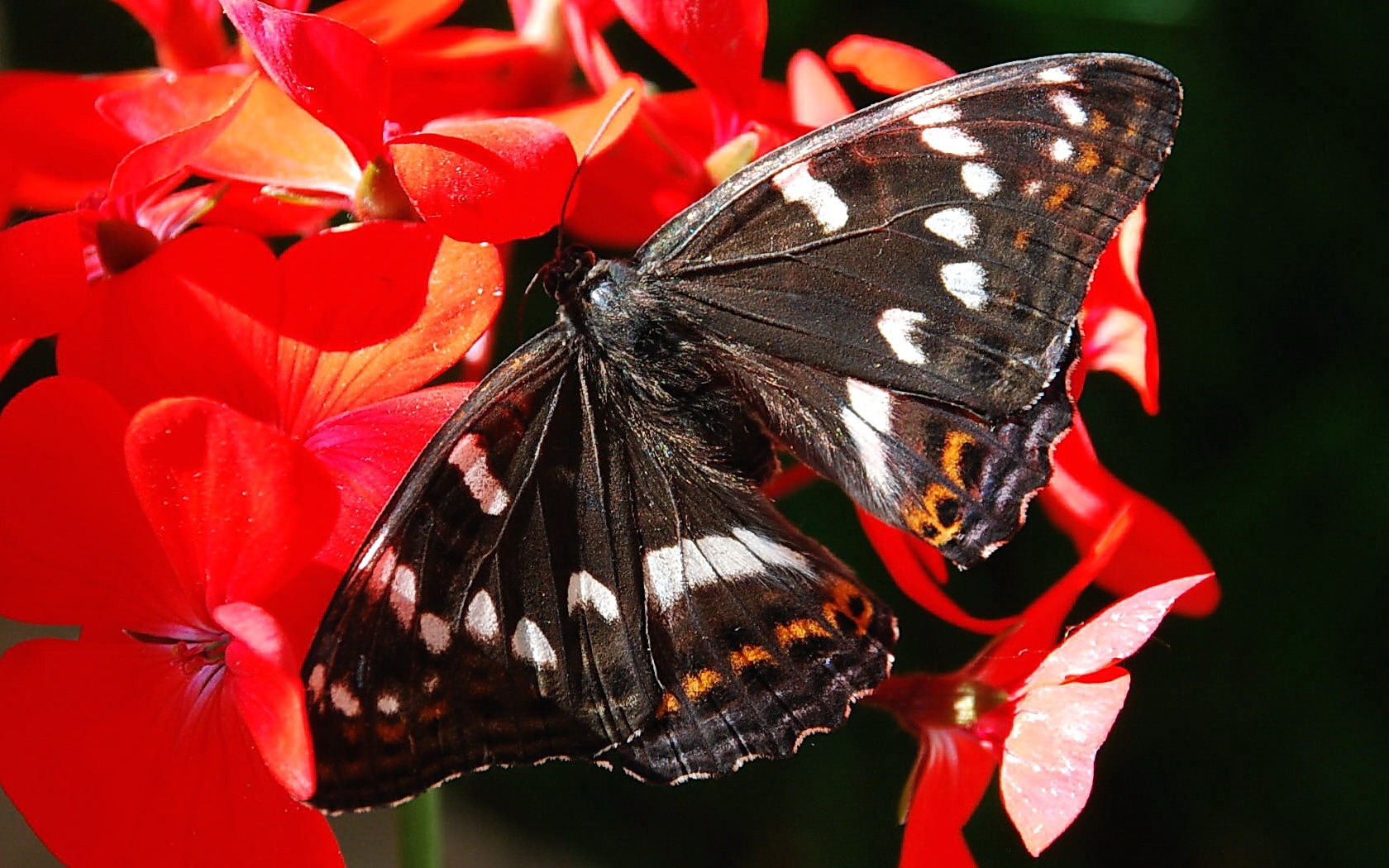 Handy-Wallpaper Tiere, Schmetterlinge, Blume kostenlos herunterladen.