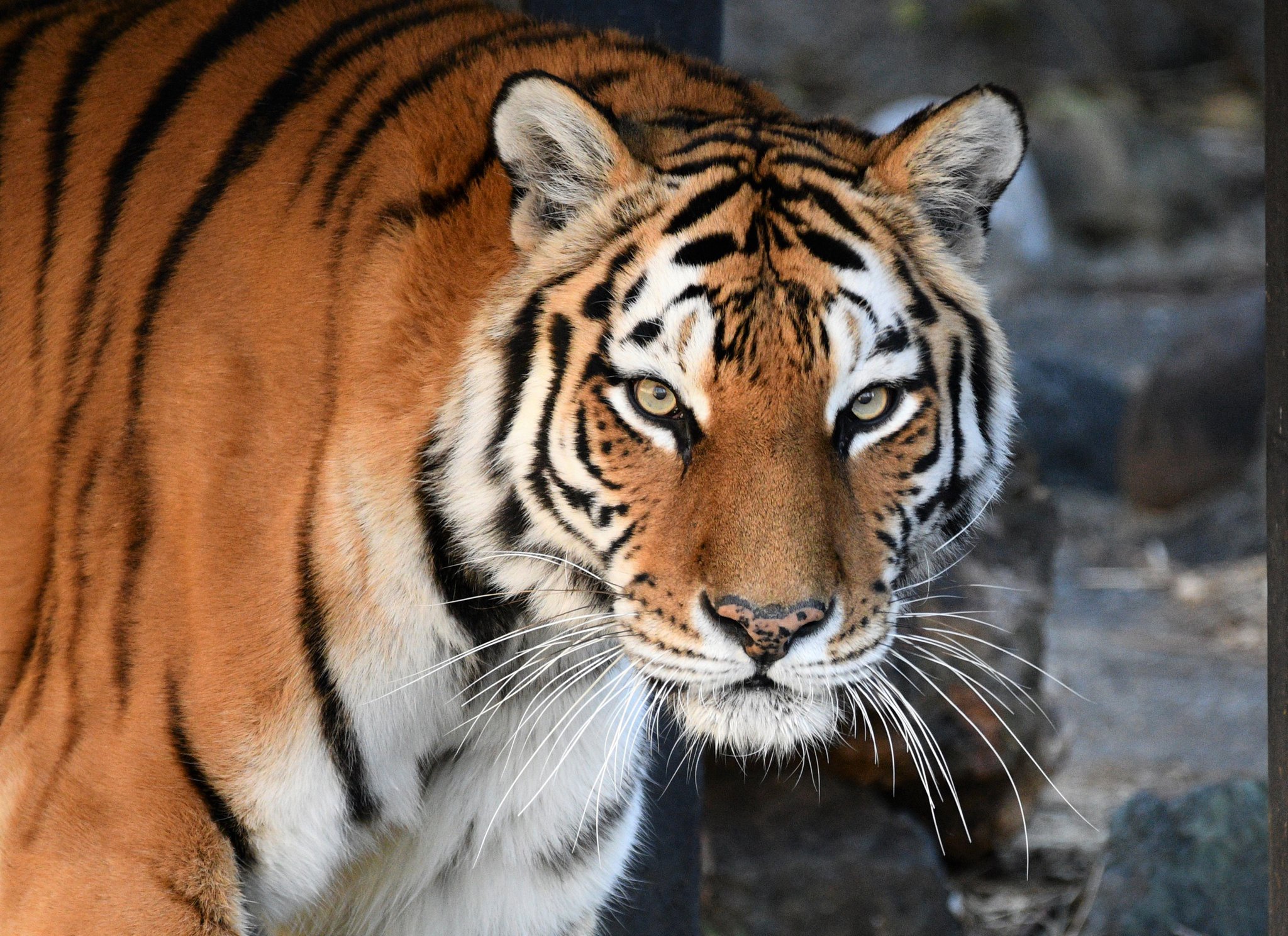 Téléchargez gratuitement l'image Animaux, Chats, Tigre, Regard sur le bureau de votre PC