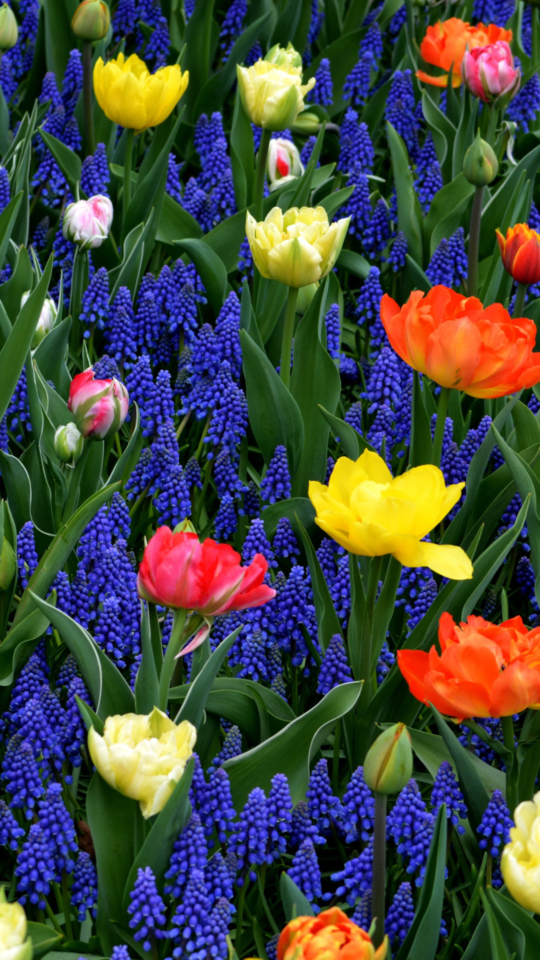 無料モバイル壁紙フラワーズ, チューリップ, ヒヤシンス, 花, 地球, 黄色い花, 青い花, オレンジフラワーをダウンロードします。