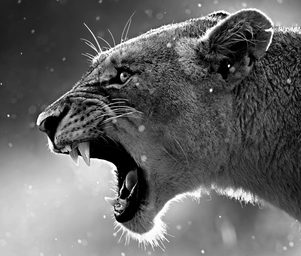 Download mobile wallpaper Cats, Lion, Animal, Black & White for free.
