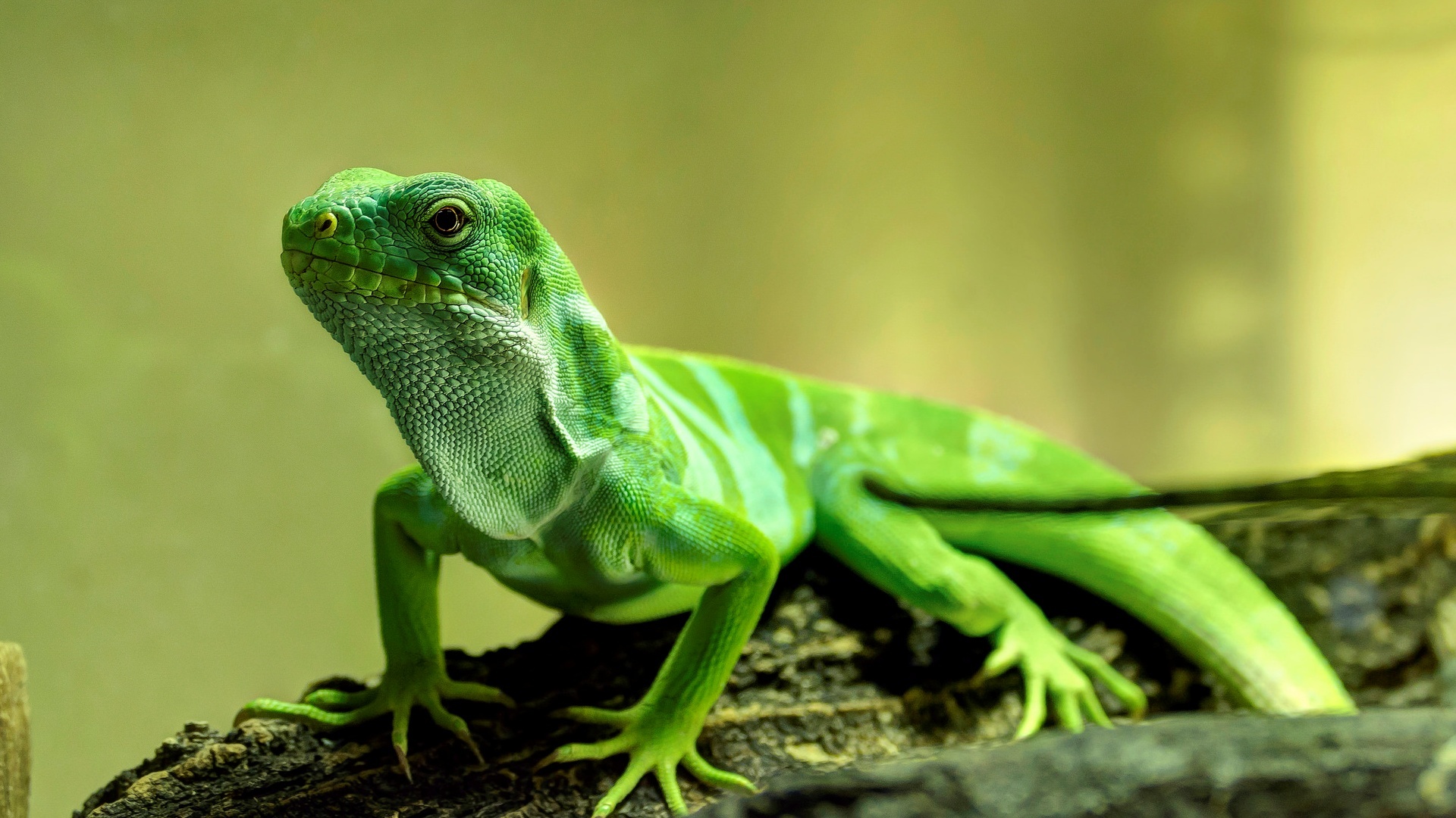 PCデスクトップに動物, トカゲ, 爬虫類画像を無料でダウンロード