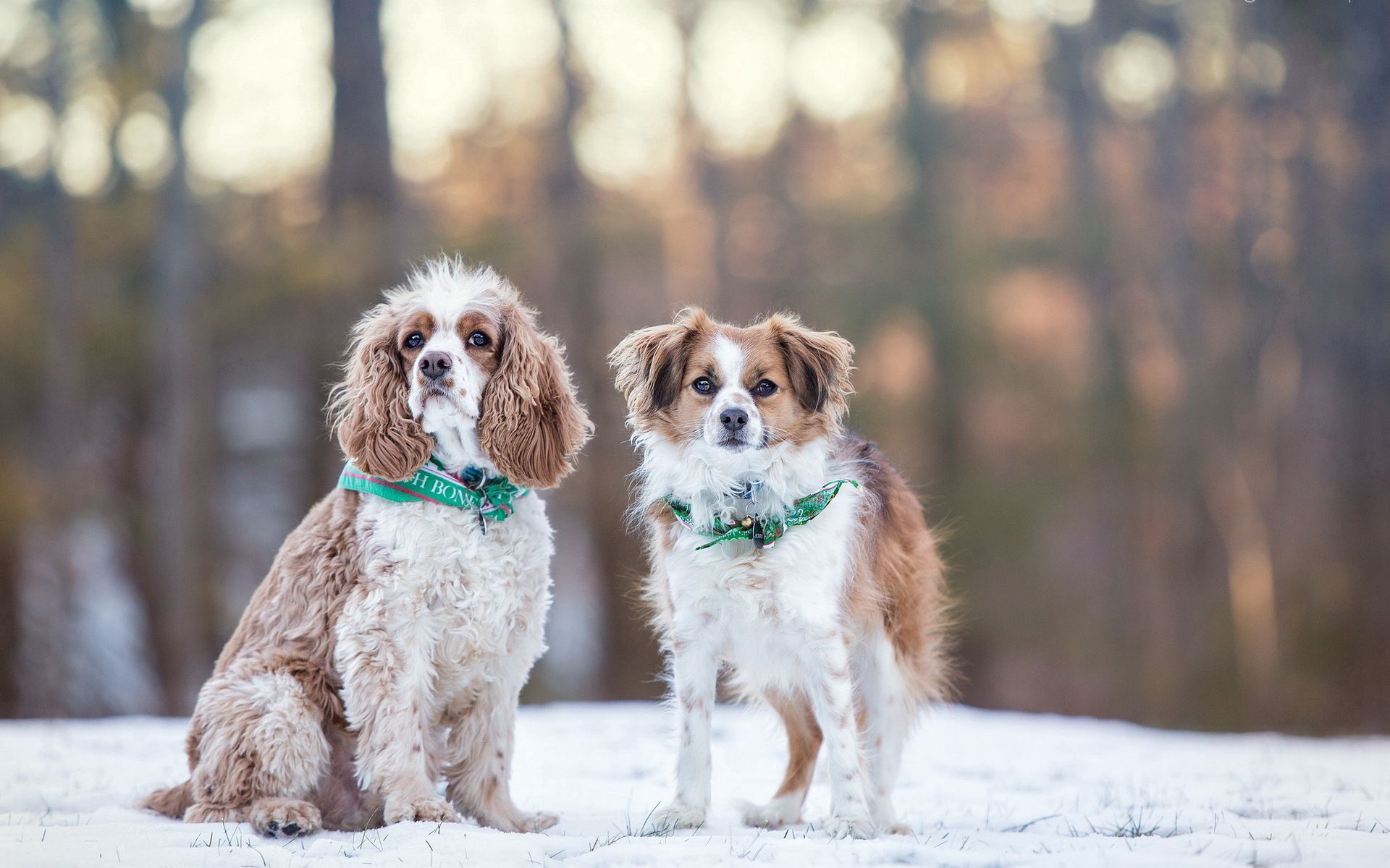Free download wallpaper Winter, Snow, Animals, Dogs on your PC desktop