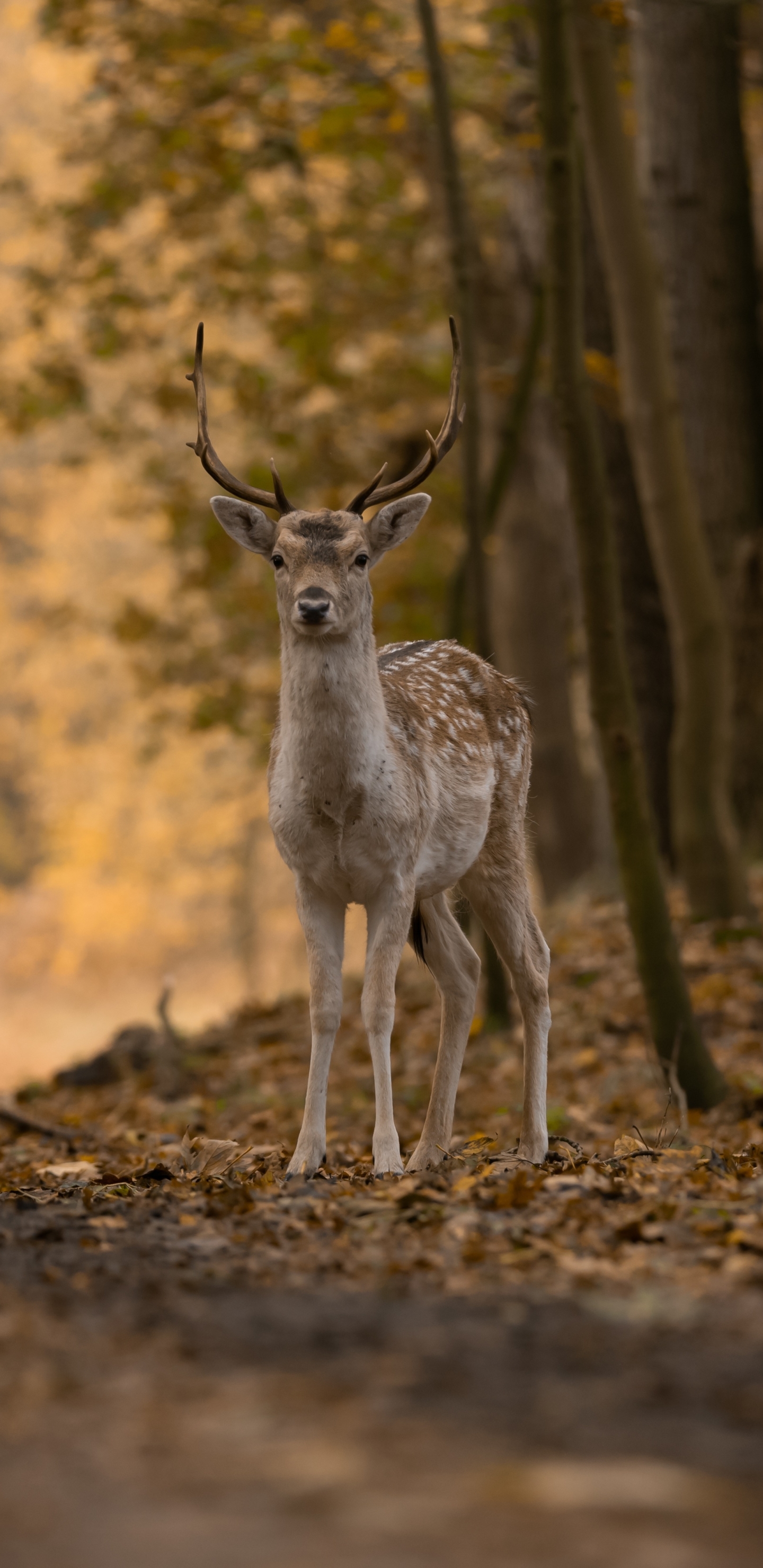 Handy-Wallpaper Tiere, Hirsch kostenlos herunterladen.